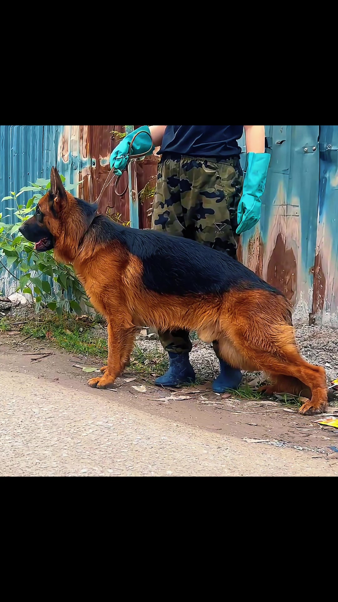 @Trại ch&oacute; Becgie ho&agrave;ng Minh