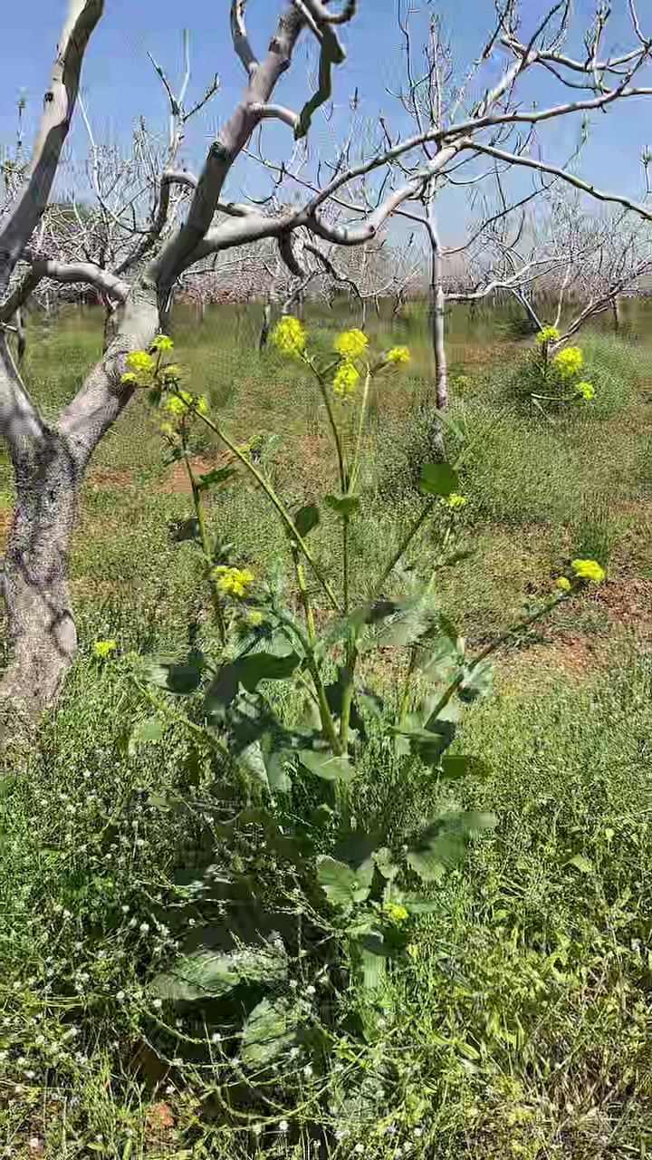@Cumali ko&ccedil;ar