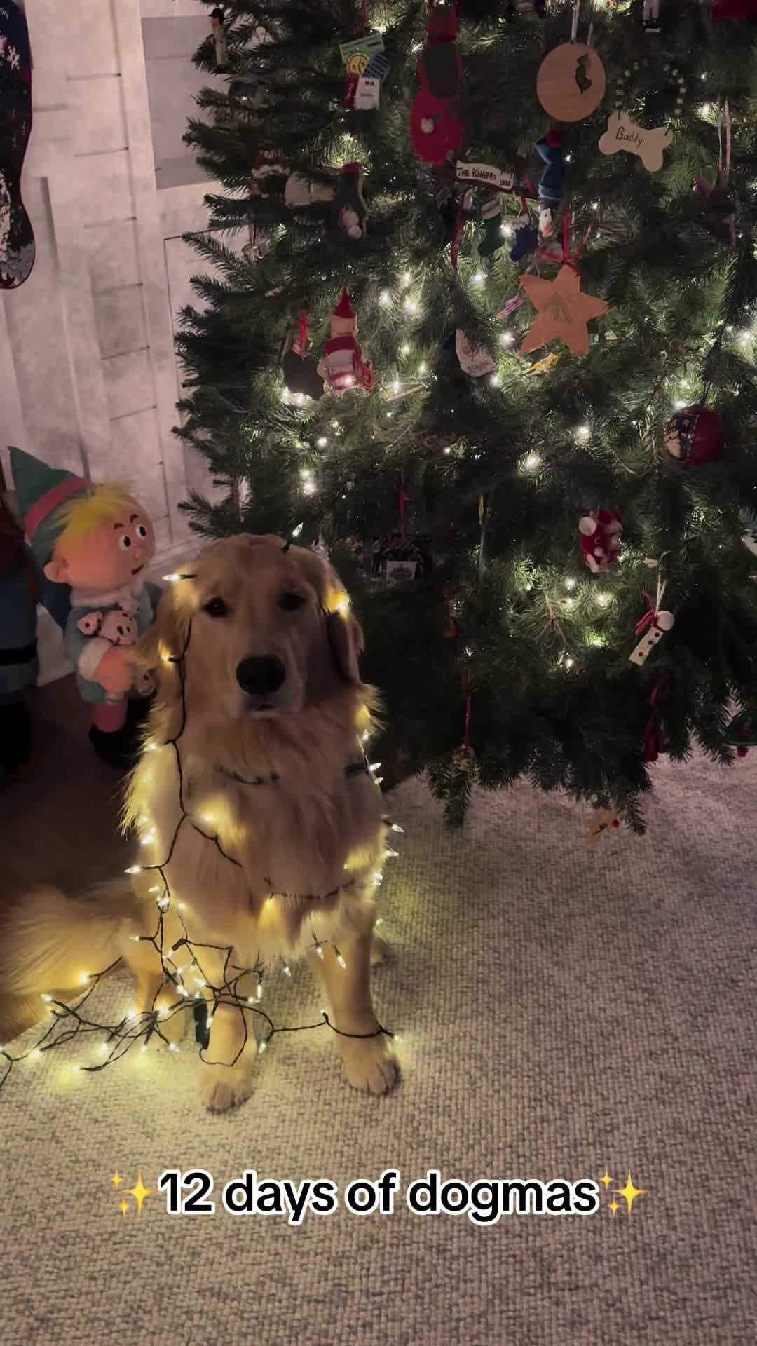 @rigatoni_thegolden