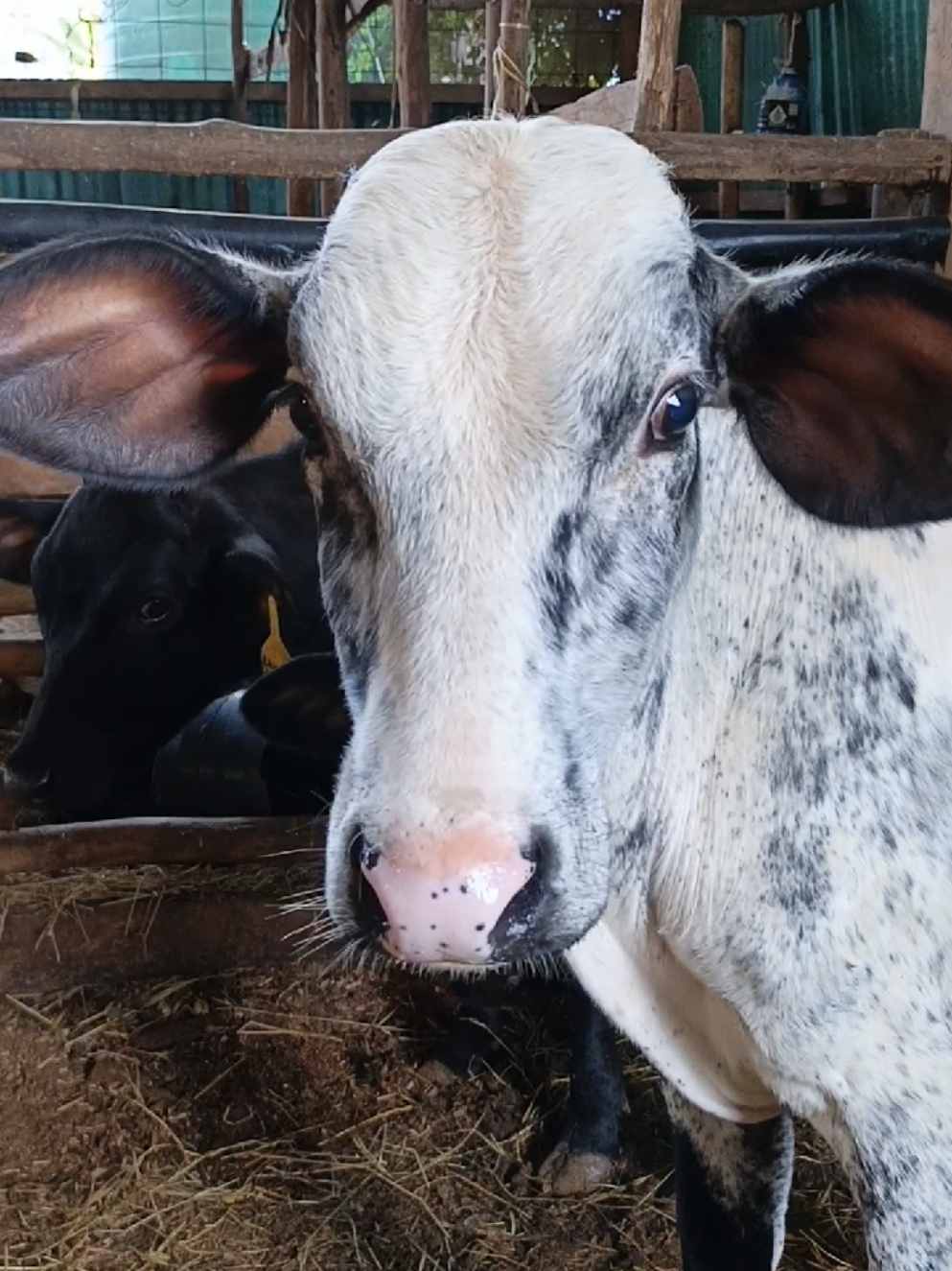 @Daily Dairy Farm Ke