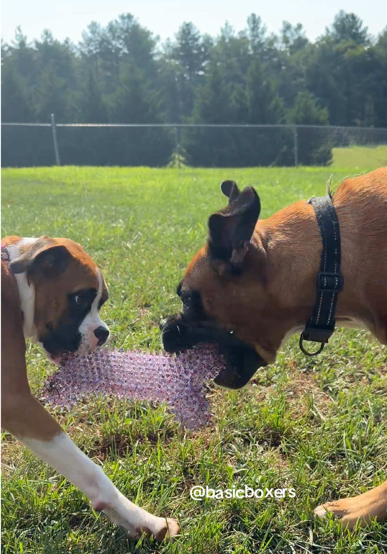 @basicboxers