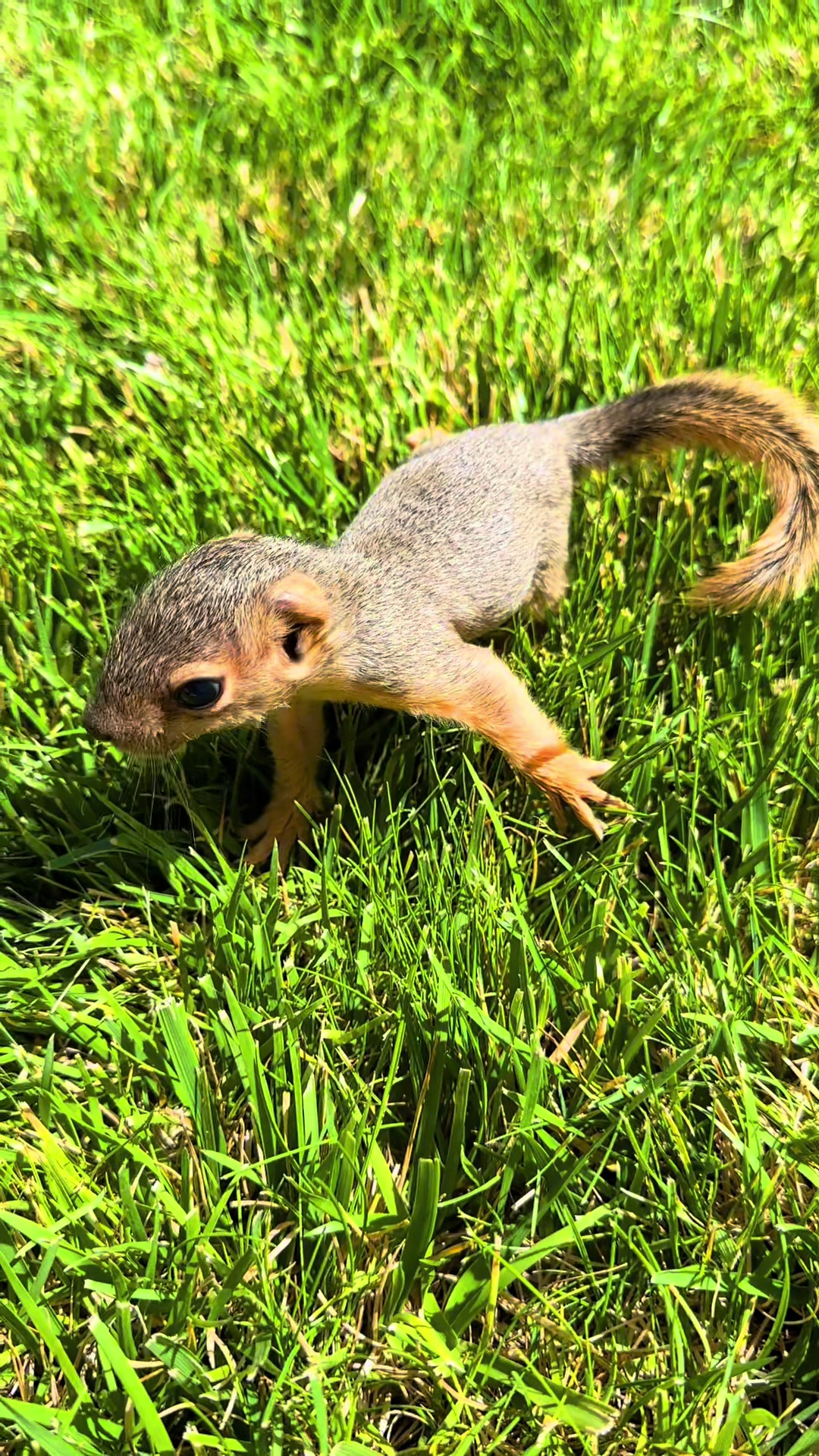@Squirrel Guy