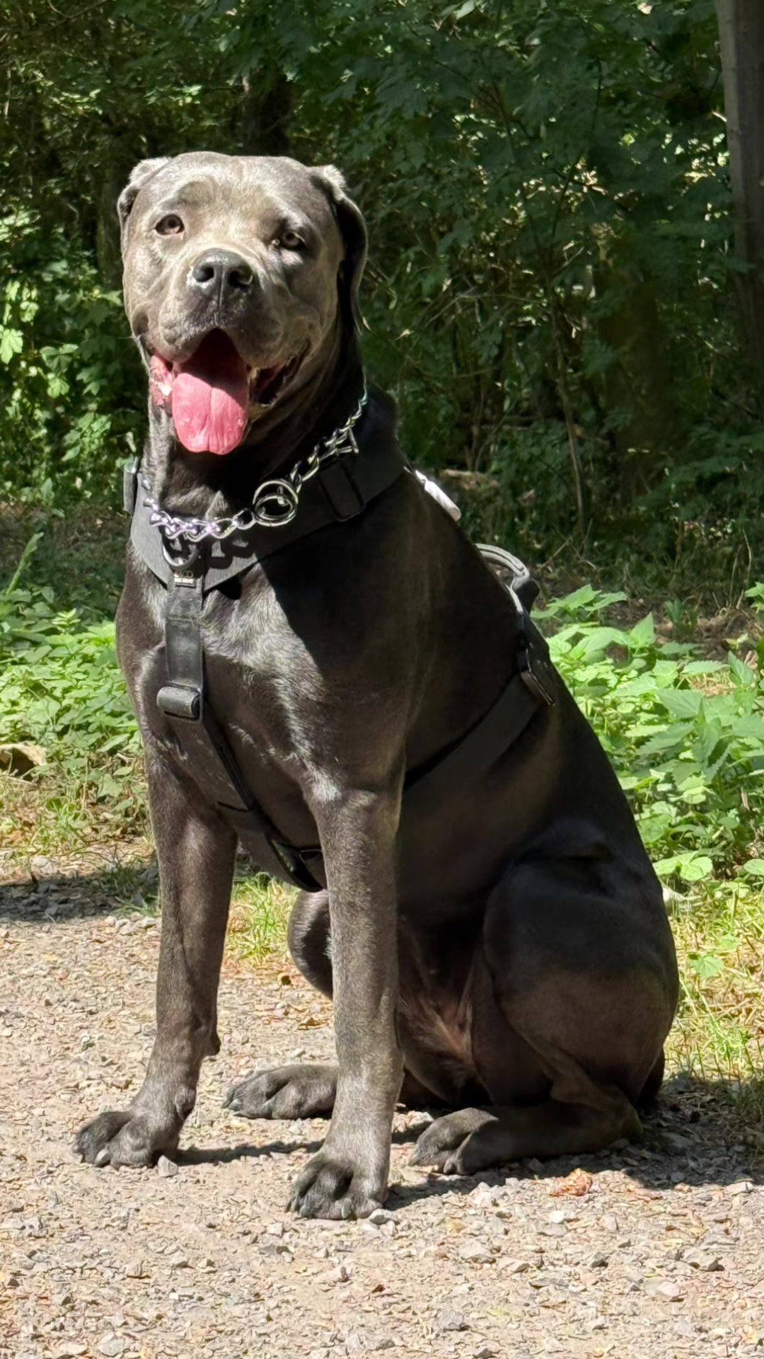 @Cane Corso Ayra 🐾