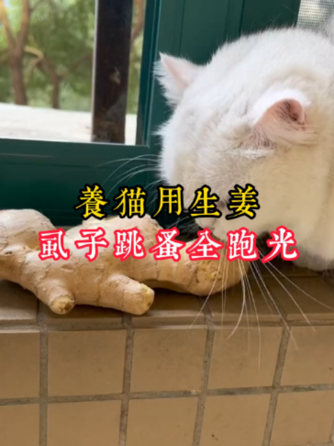 @catology