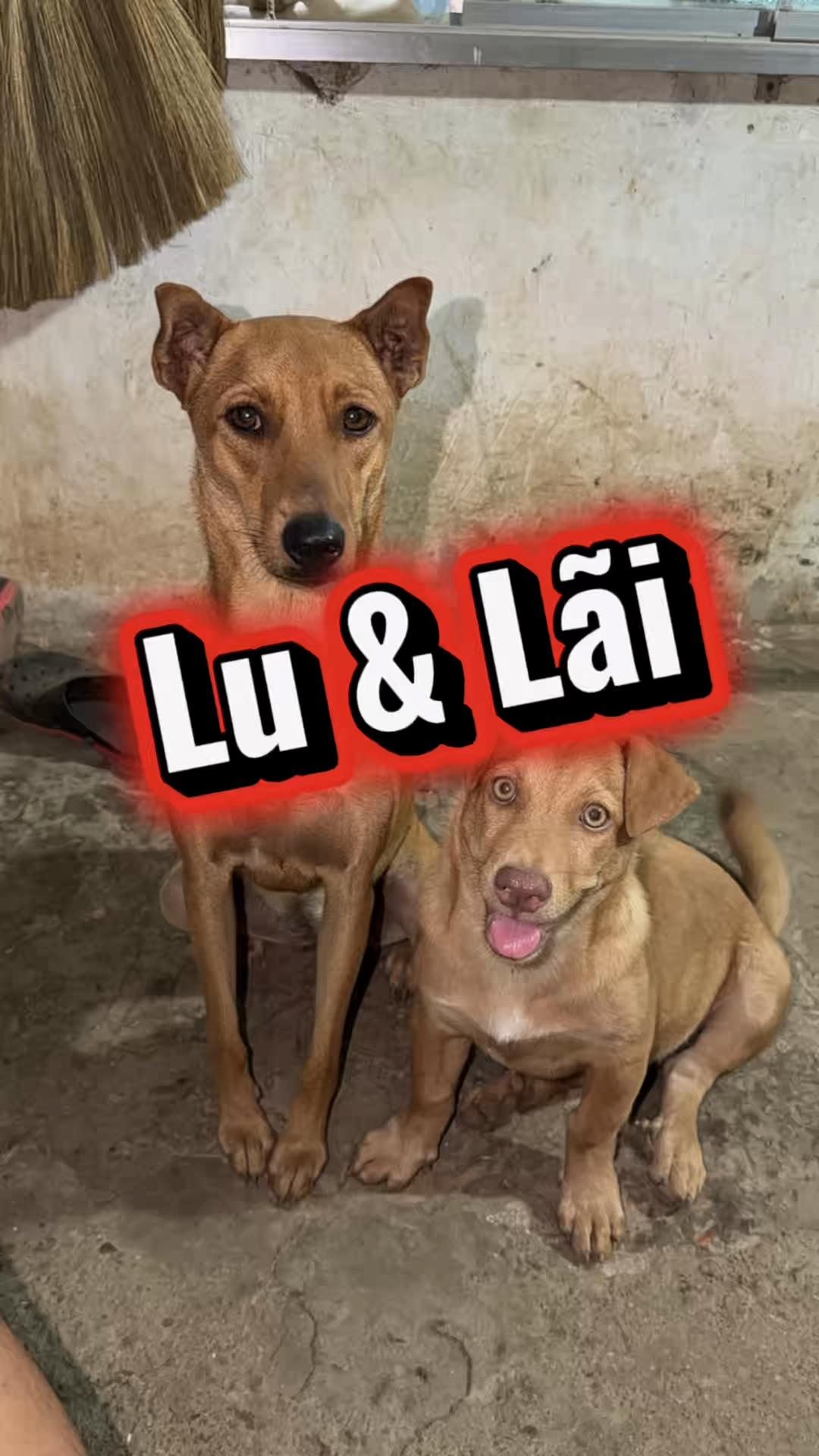 @Tâm Chó Cỏ 🦮