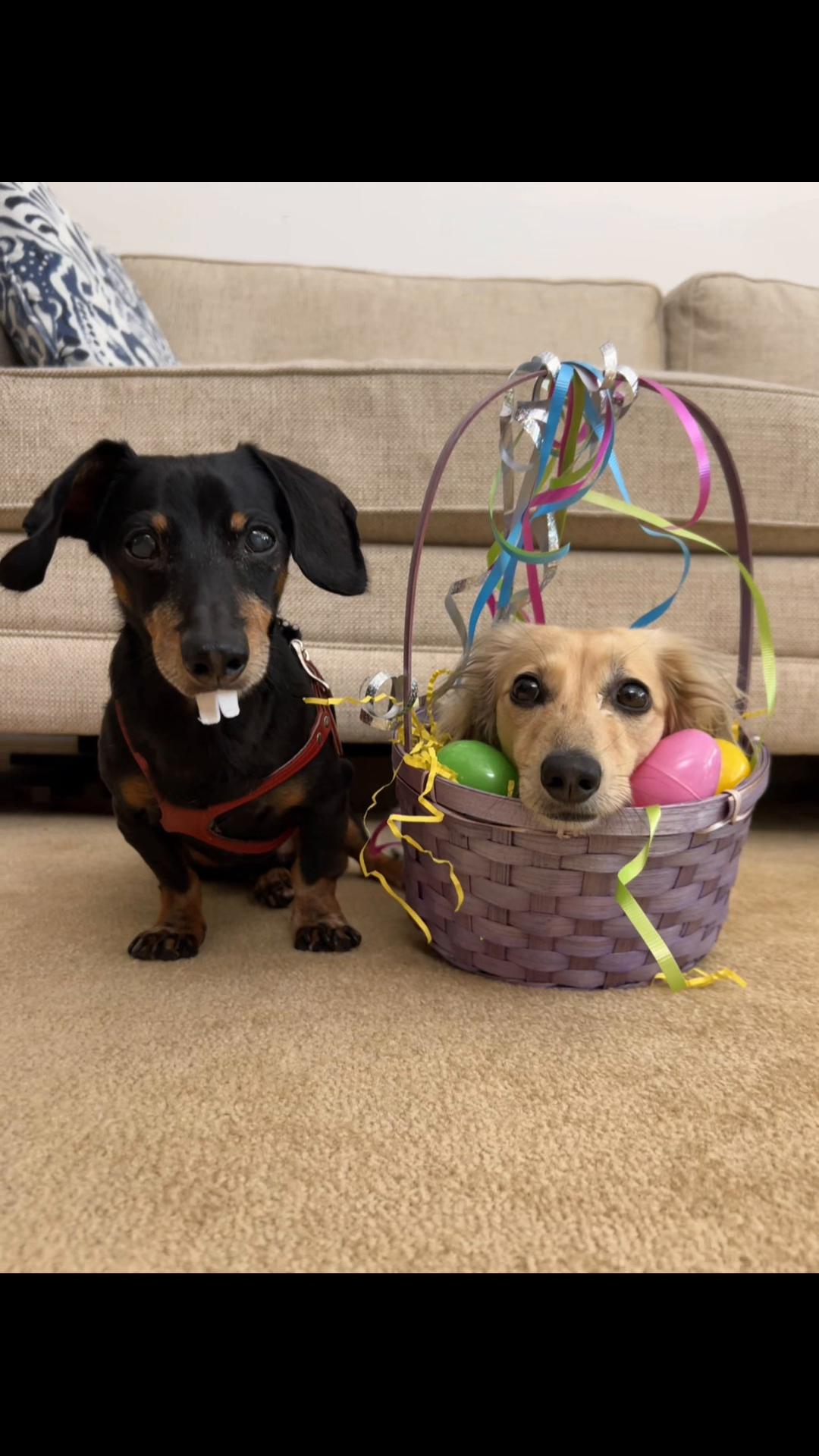 @Crusoe the Dachshund