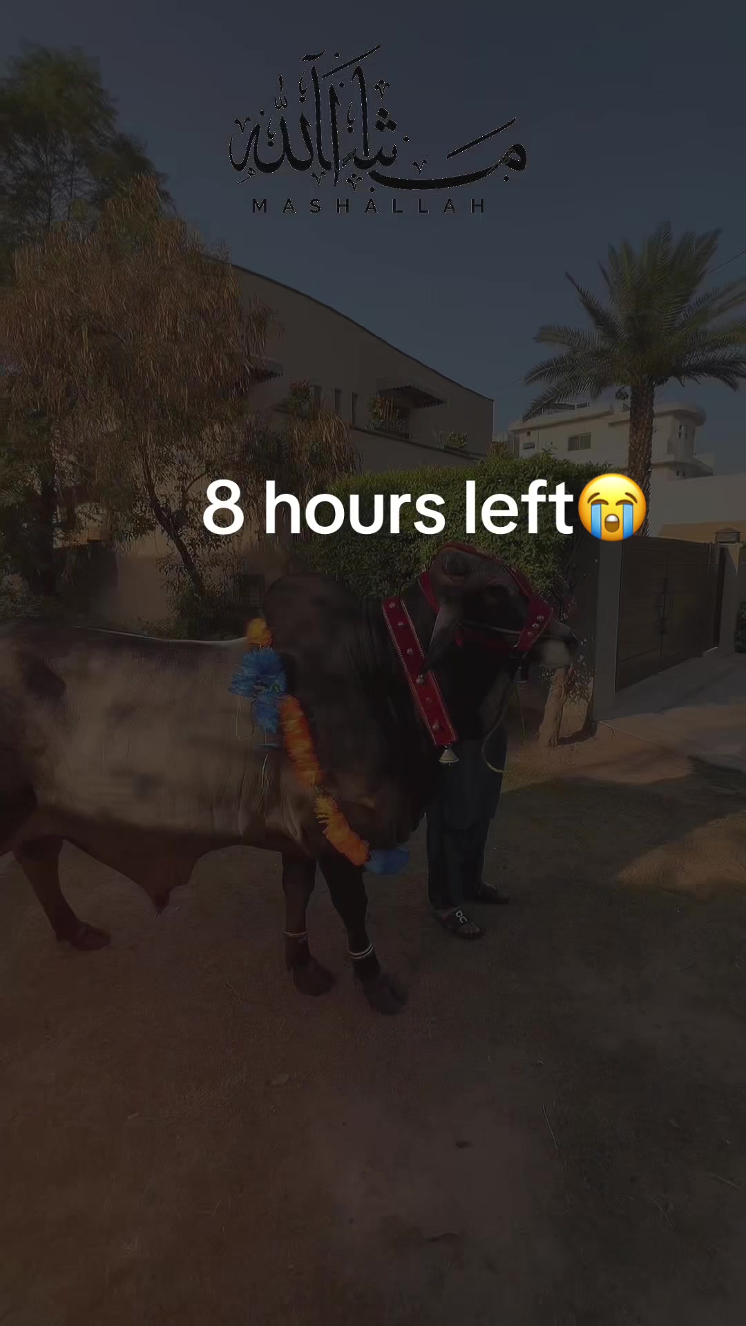 @Abdul رحمان khan🇬🇧