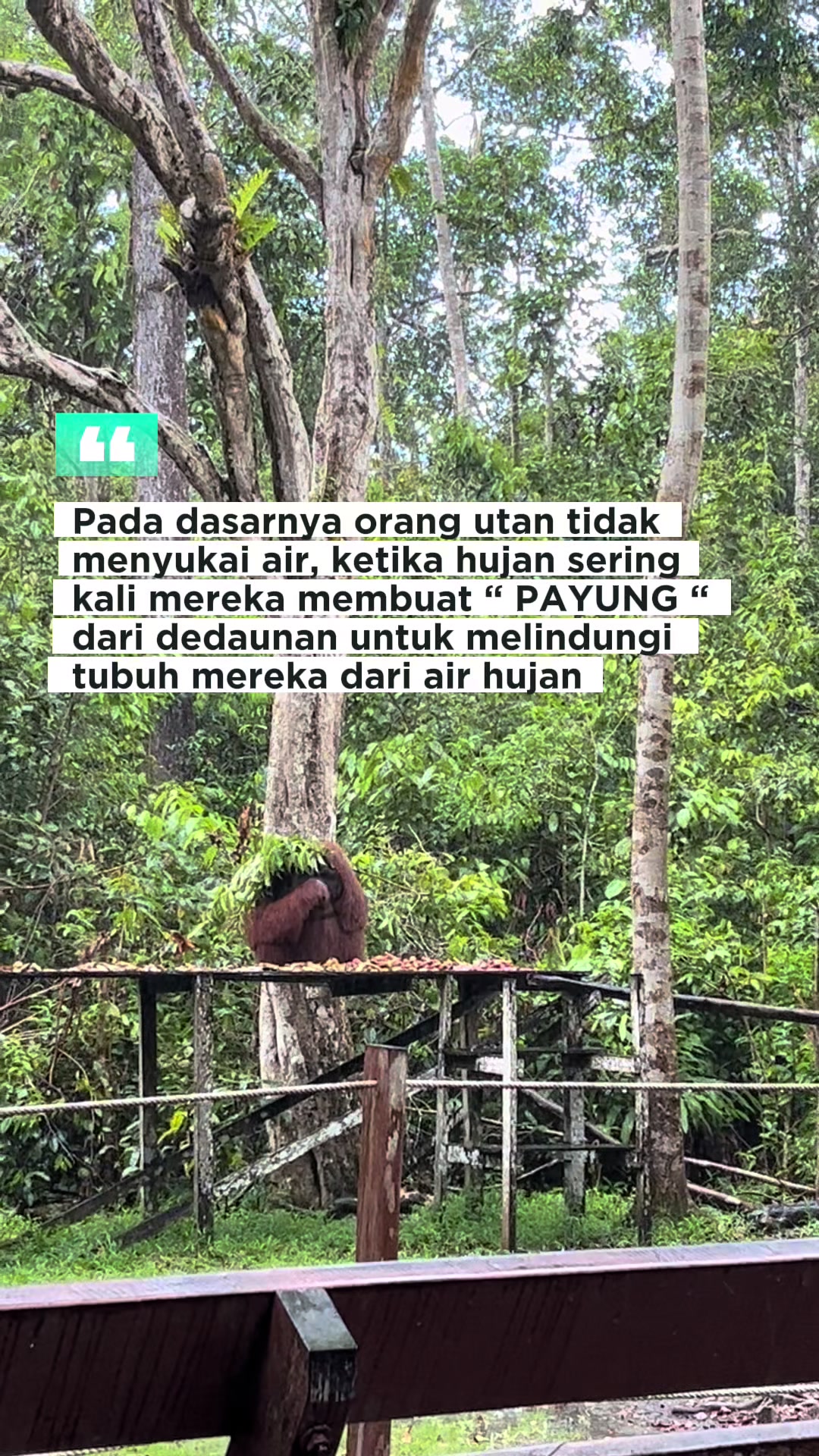 @BORNEORANGUTANSTOUR.