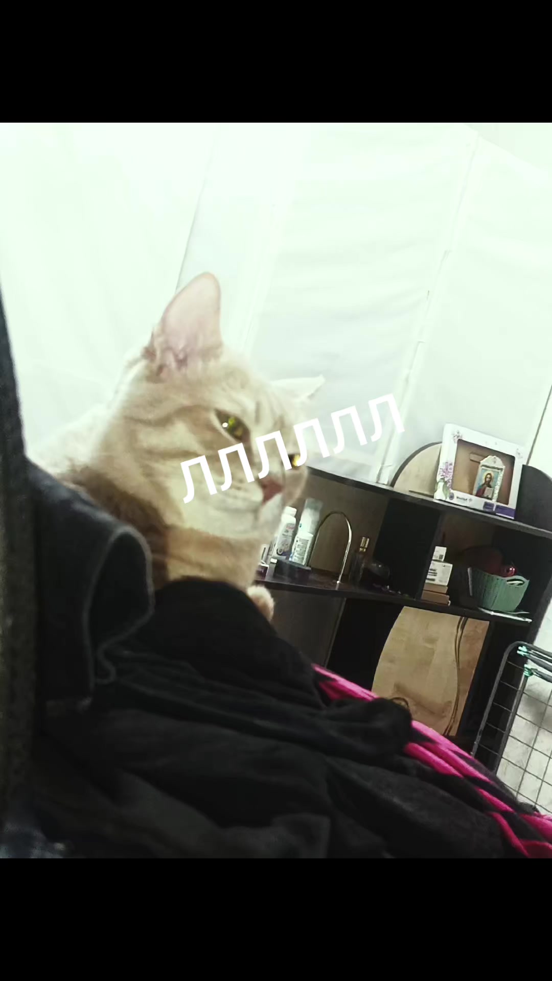 @⸸омлет торговец смерти⸸
