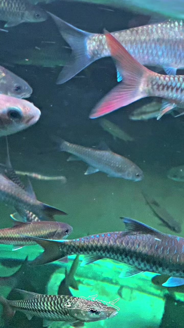 @Wild Predator Aquatic