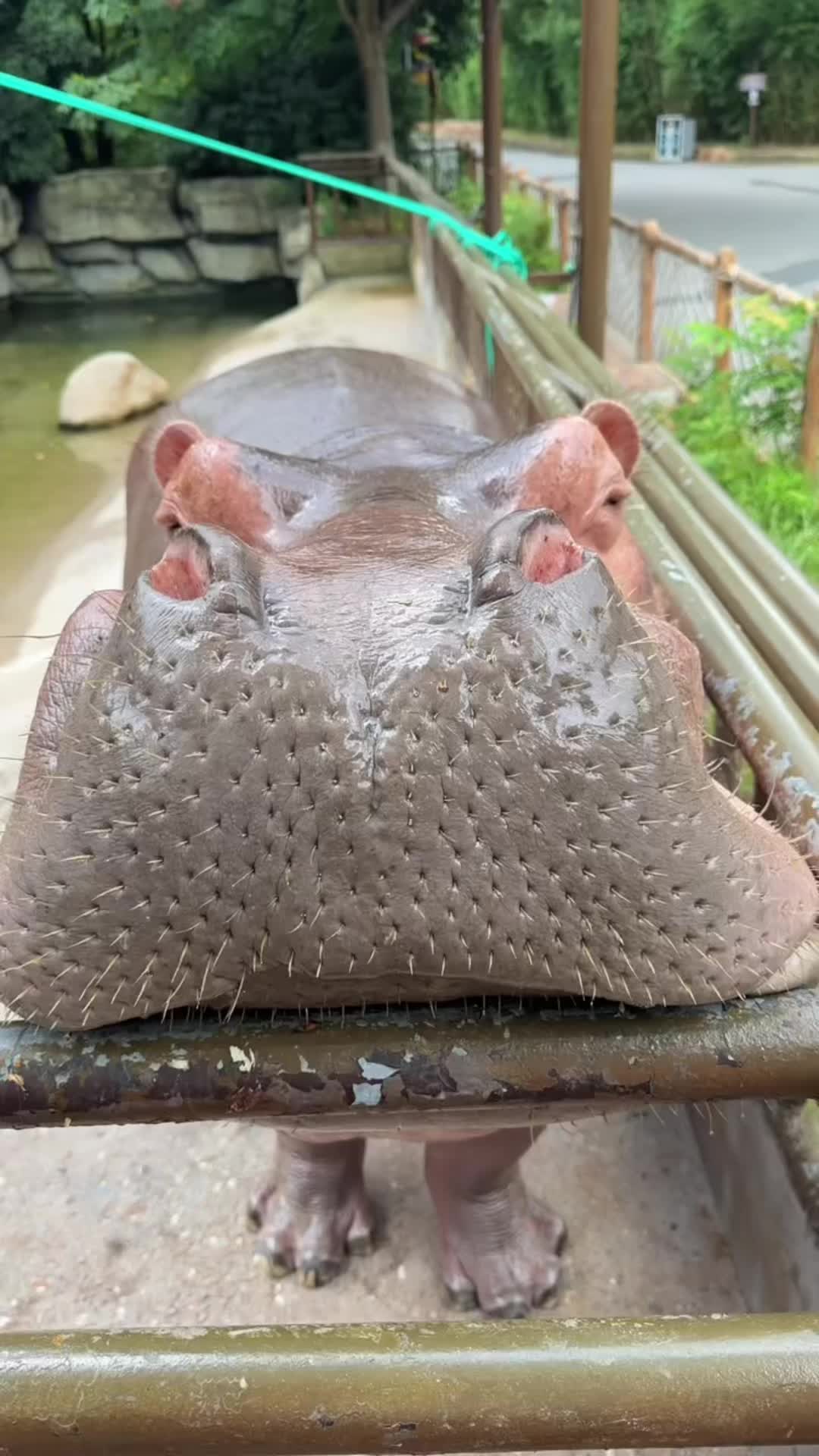 @Hippo