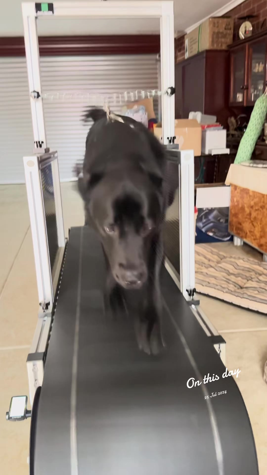 @chaseprodogtreadmills