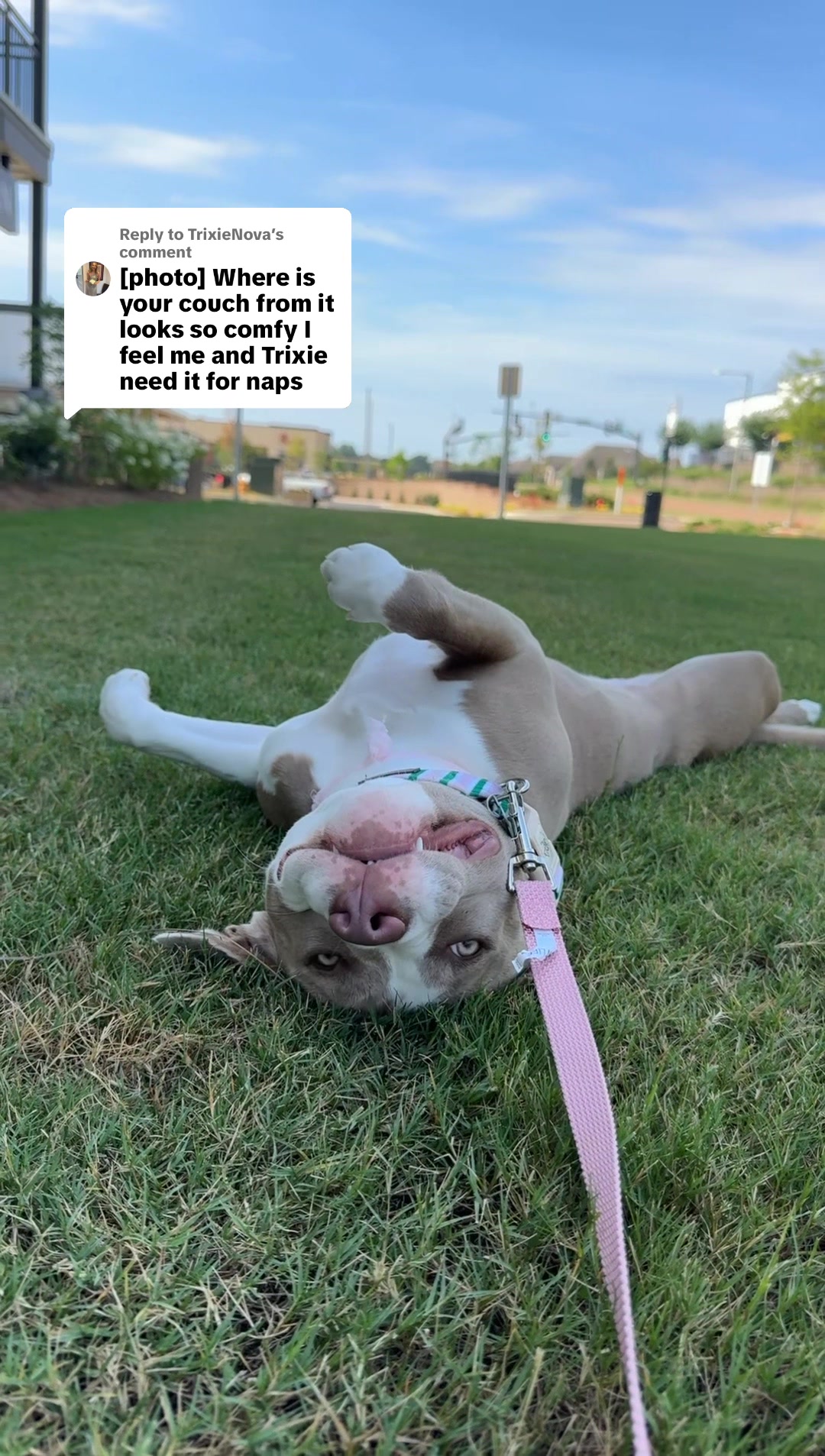 @Millie The Pitty