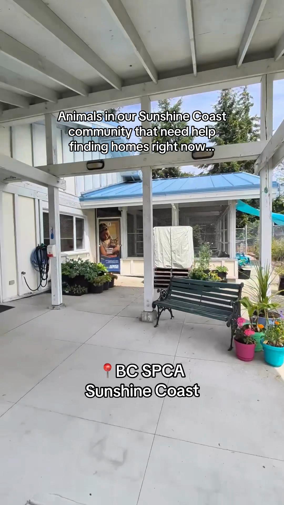 @BC SPCA