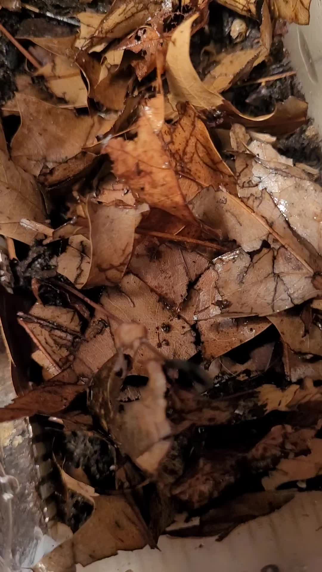 @VioletHorizonsFarm