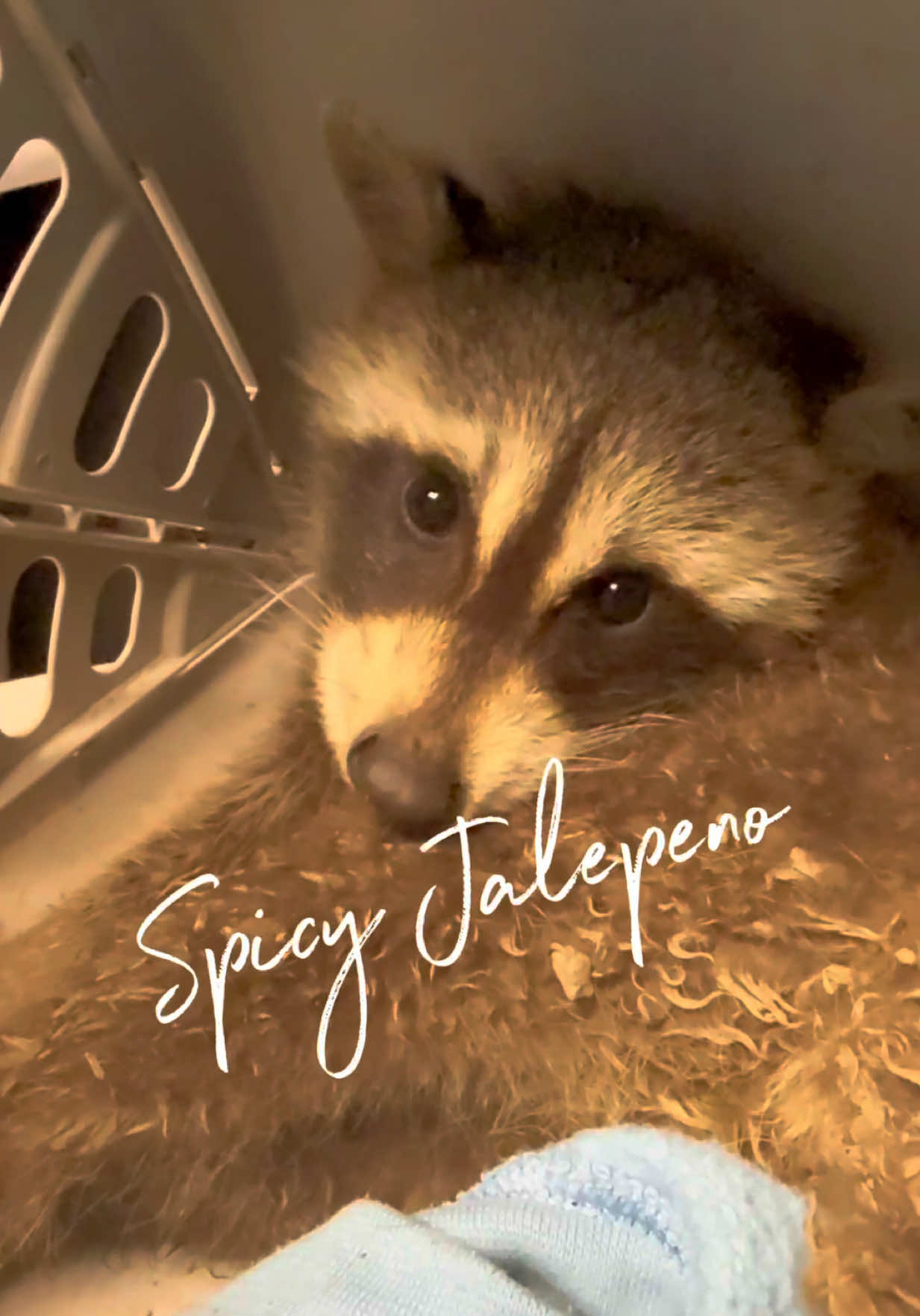 @shininglightanimalrescue