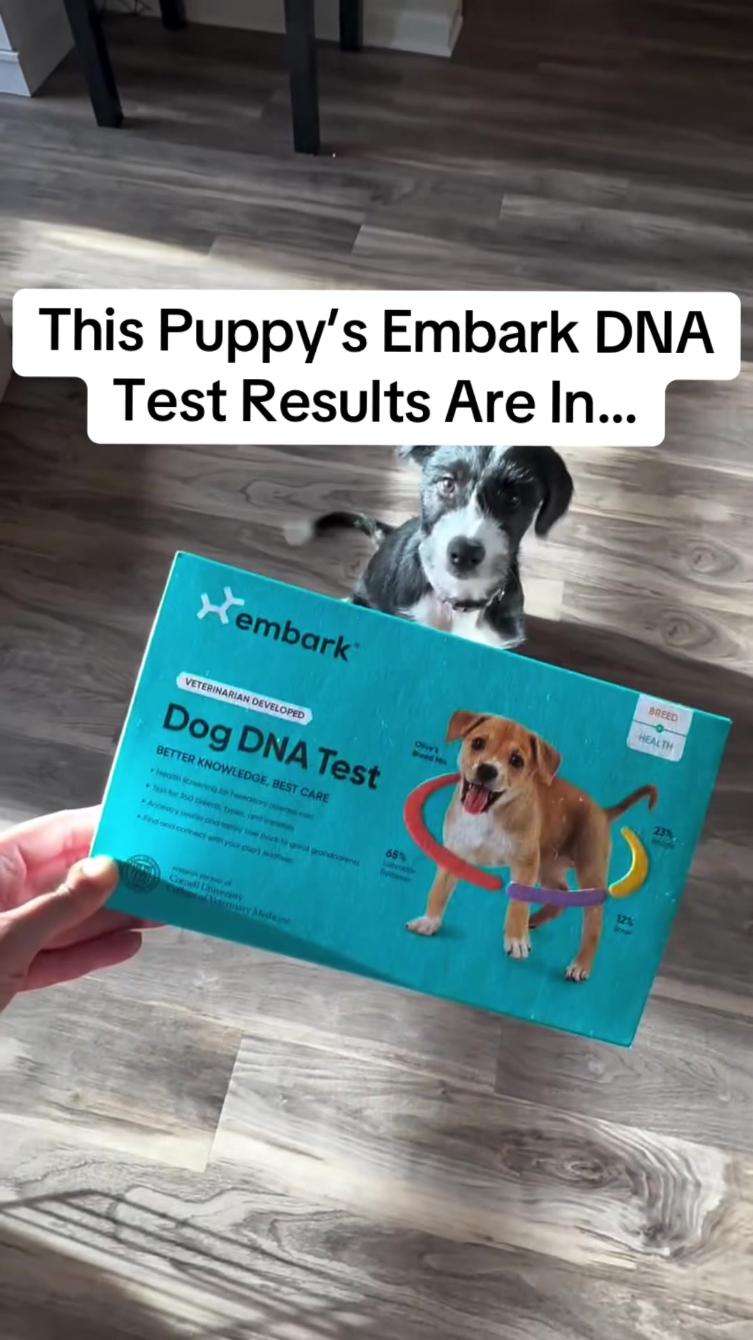 @Embark Vet