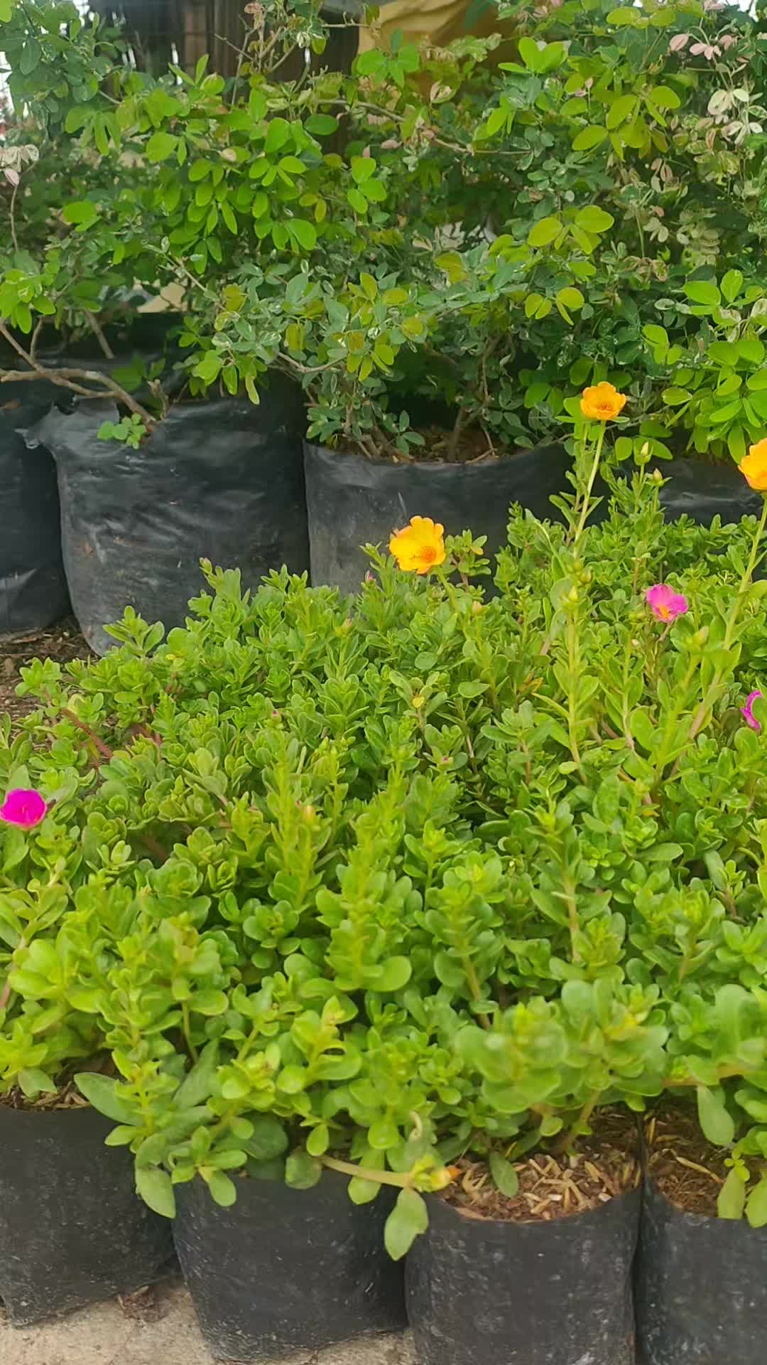 @Beautiful Garden of Eve