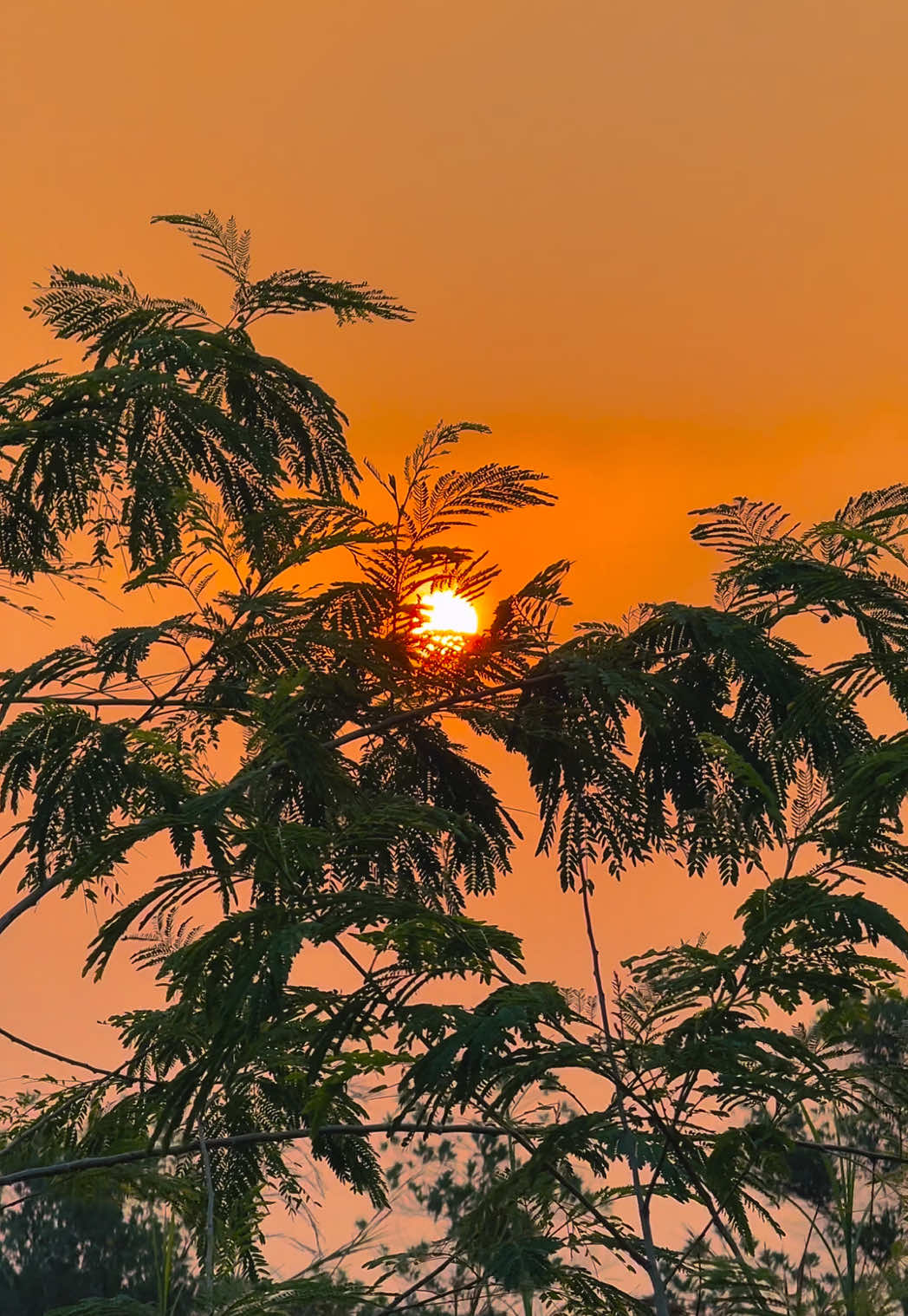 @প্রকৃতি 🍃
