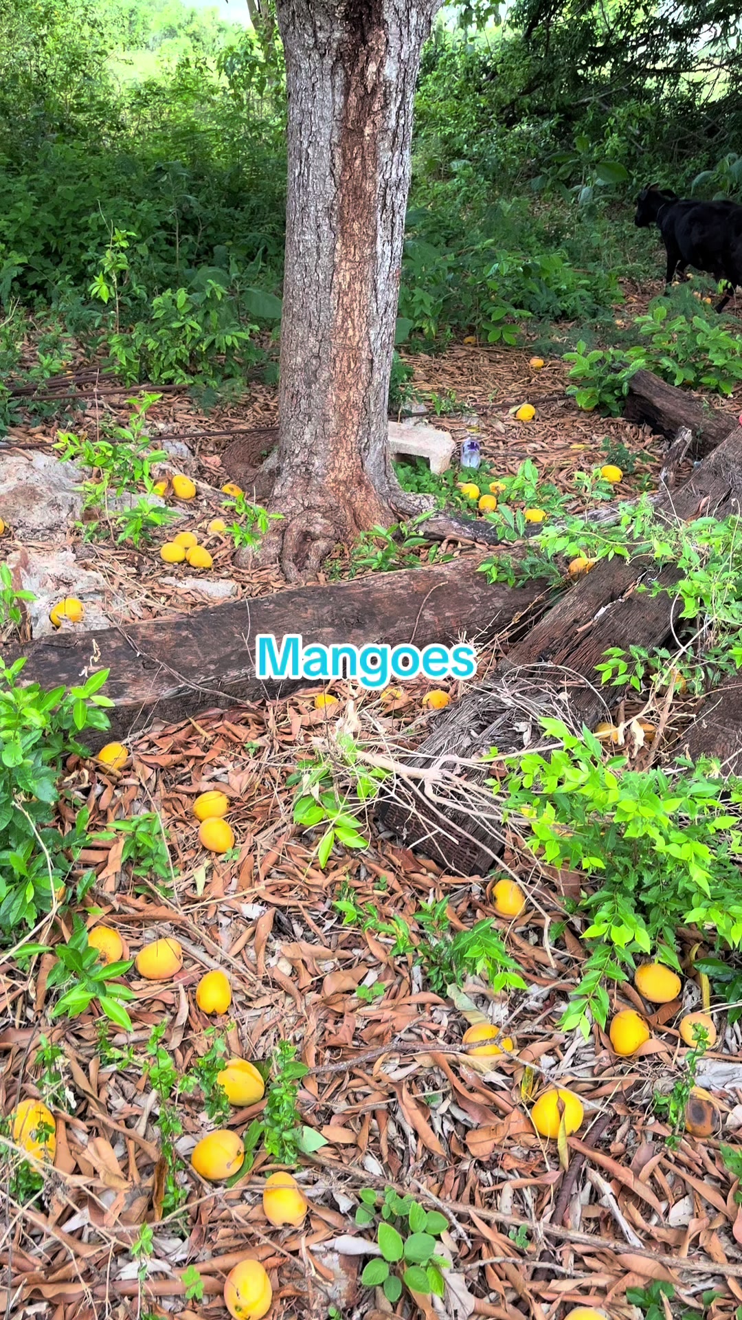 @jamaicasurveyors