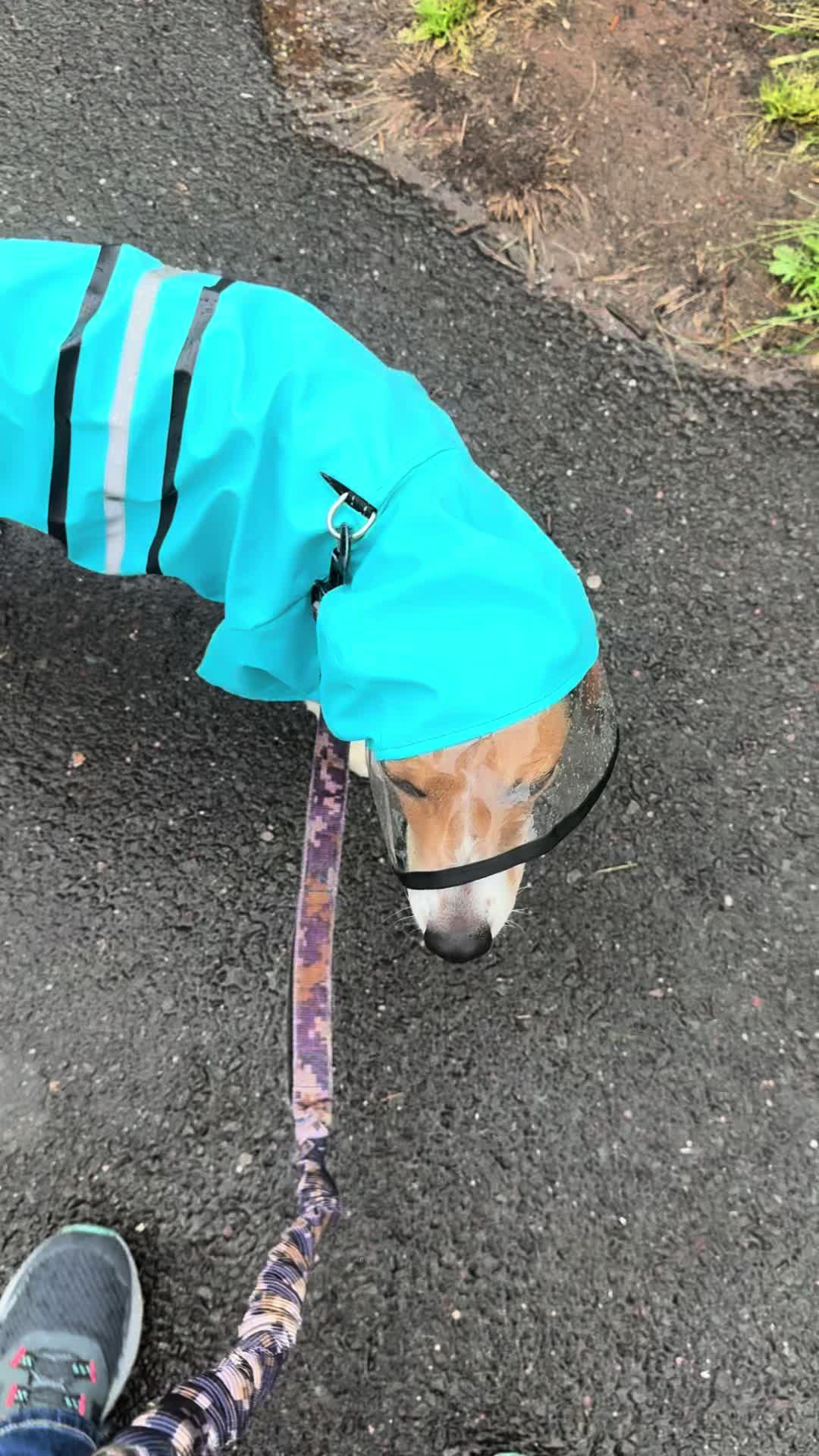 @ThatBeagleGus