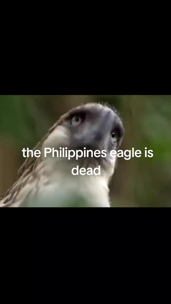 @Pareng jhondhel ko