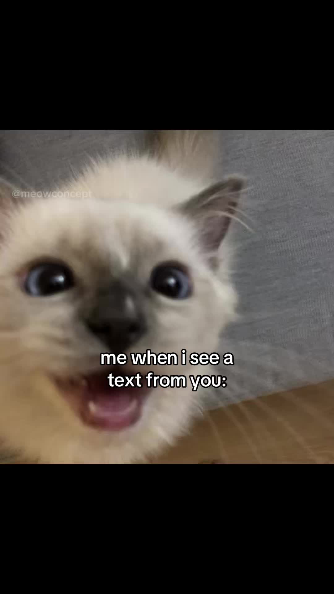 @meowconcept