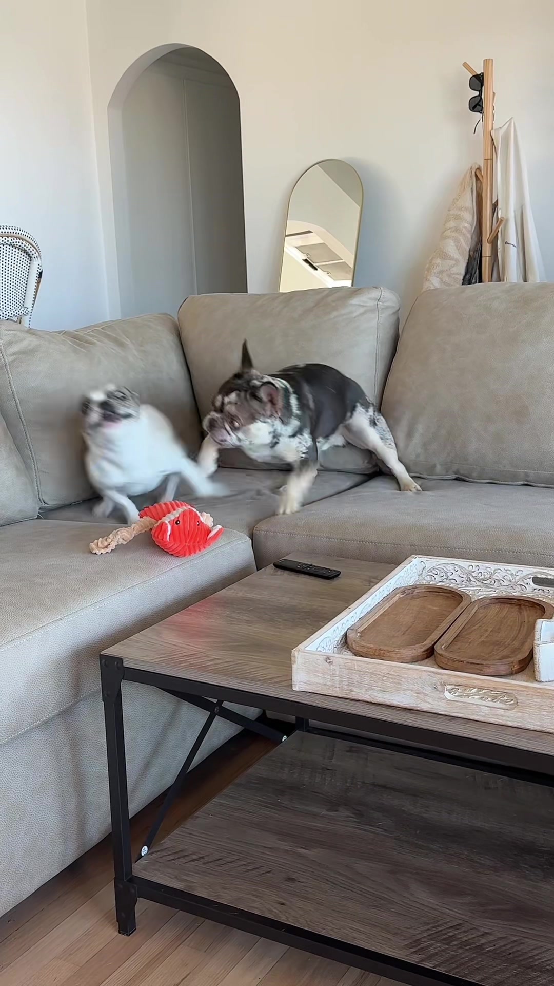 @Stella and Oreo