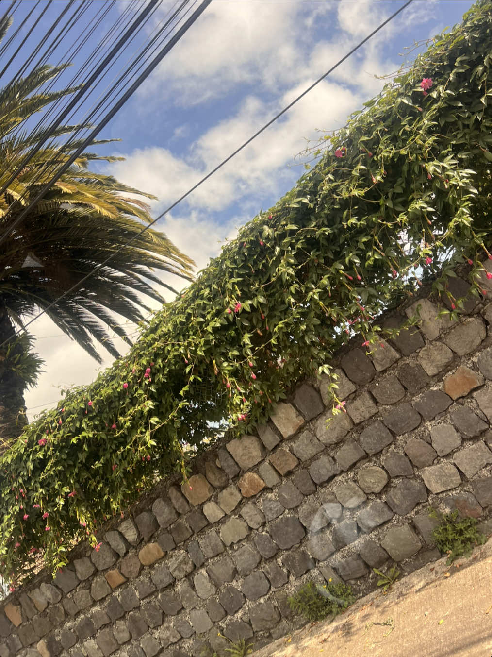 @𝓂𝑜𝓂𝑒 ˚₊&middot;