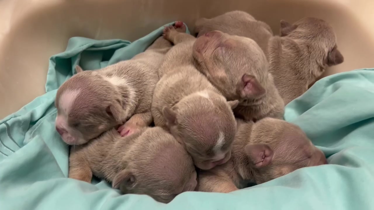 @wildtrikennels
