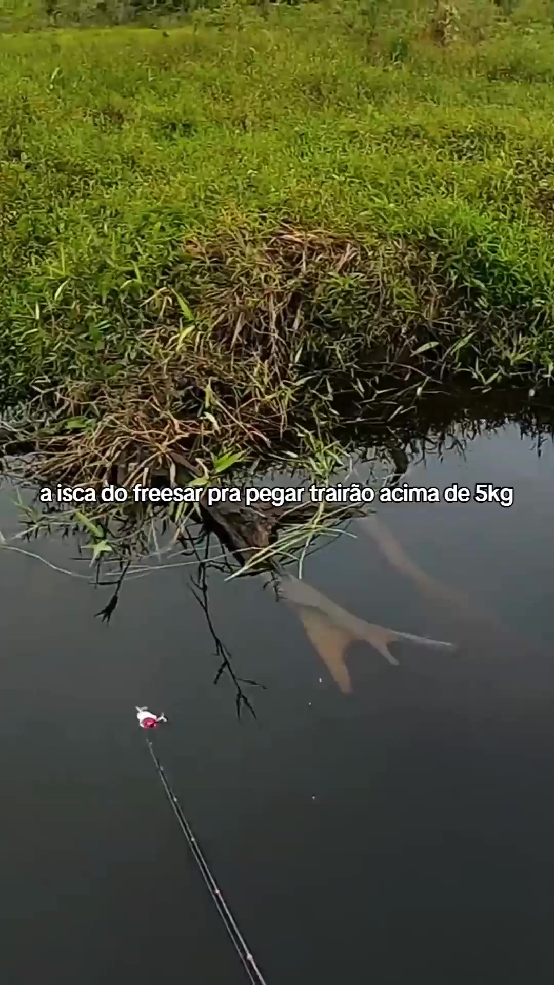 @Pesca Careiro