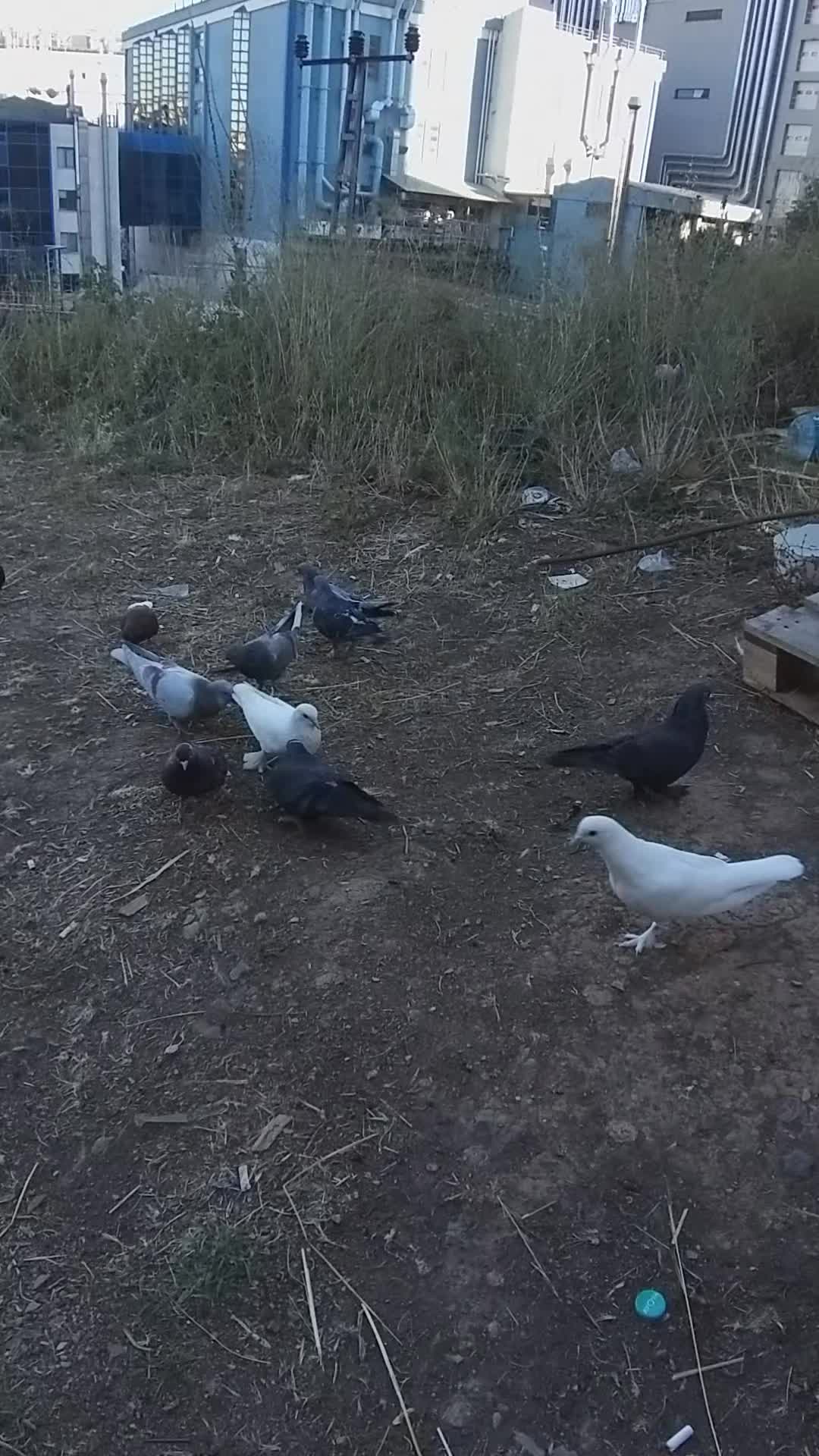 @Konyalı