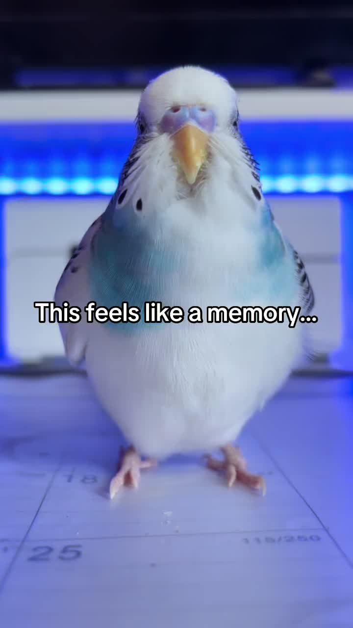 @Tiny Tweets