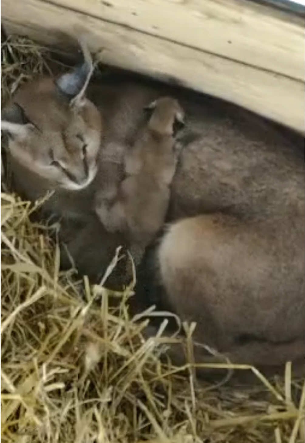@The Wildcat Sanctuary