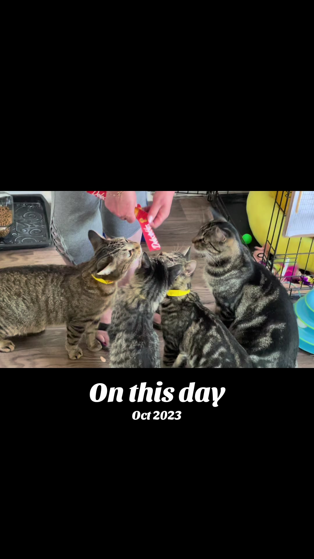 @North Toronto Cat Rescue