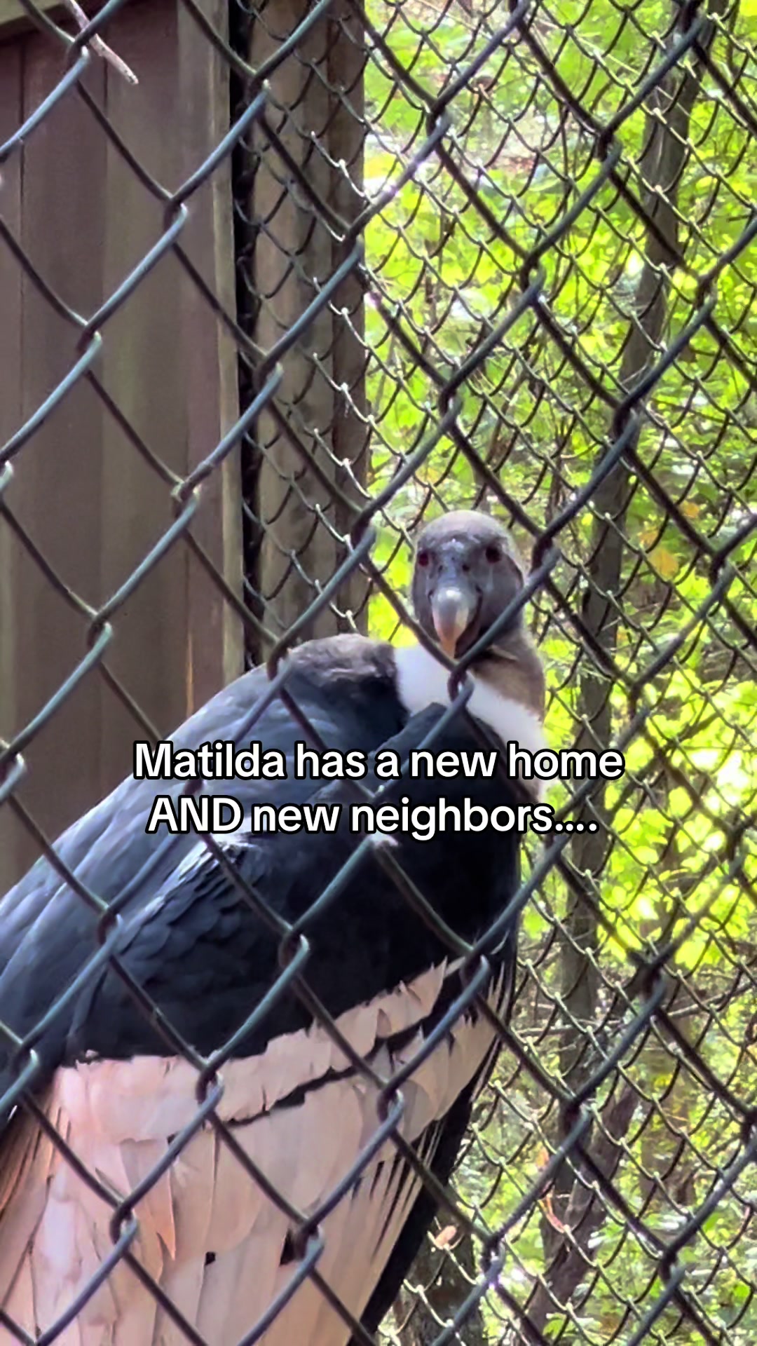 @Carolina Raptor Center