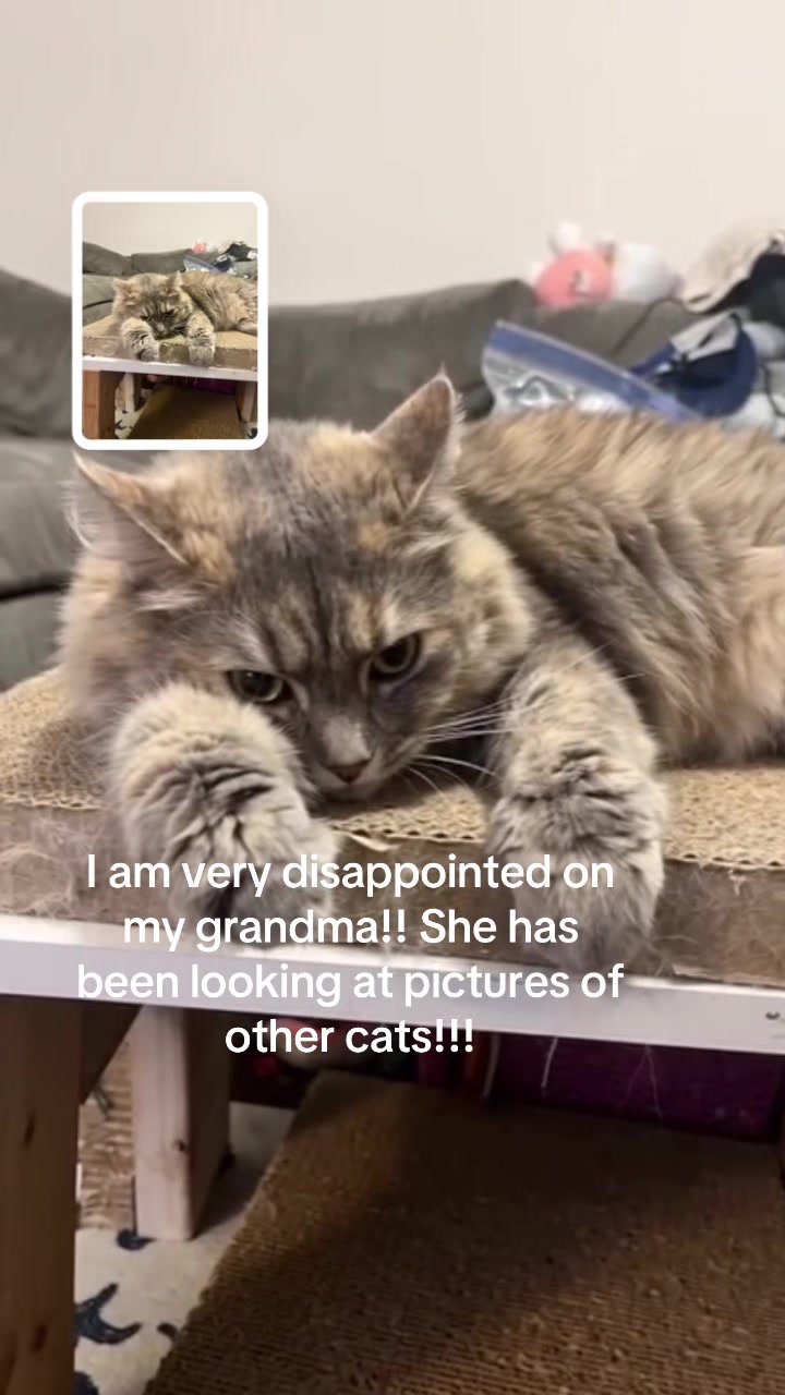 @The Appalachian kitties