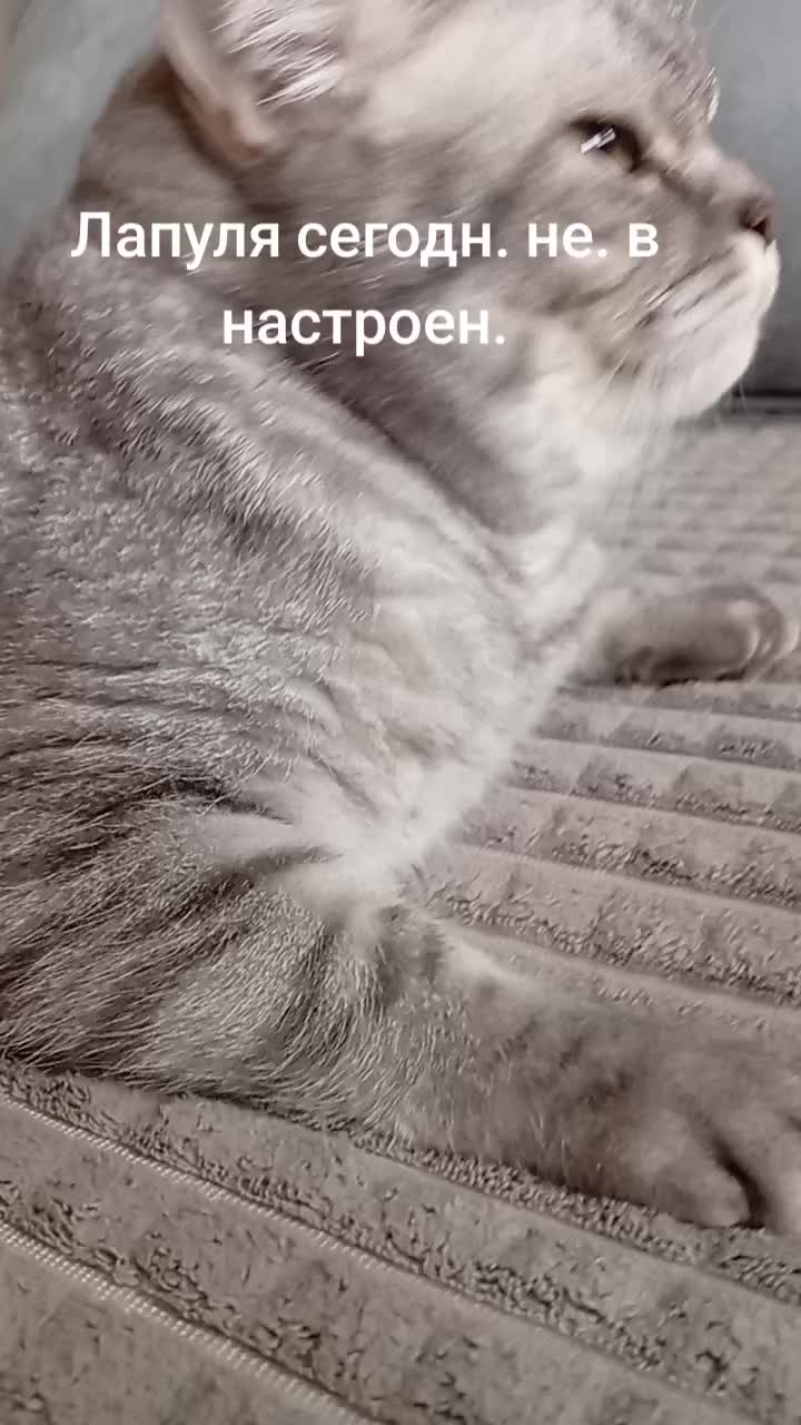 @Хонкантон