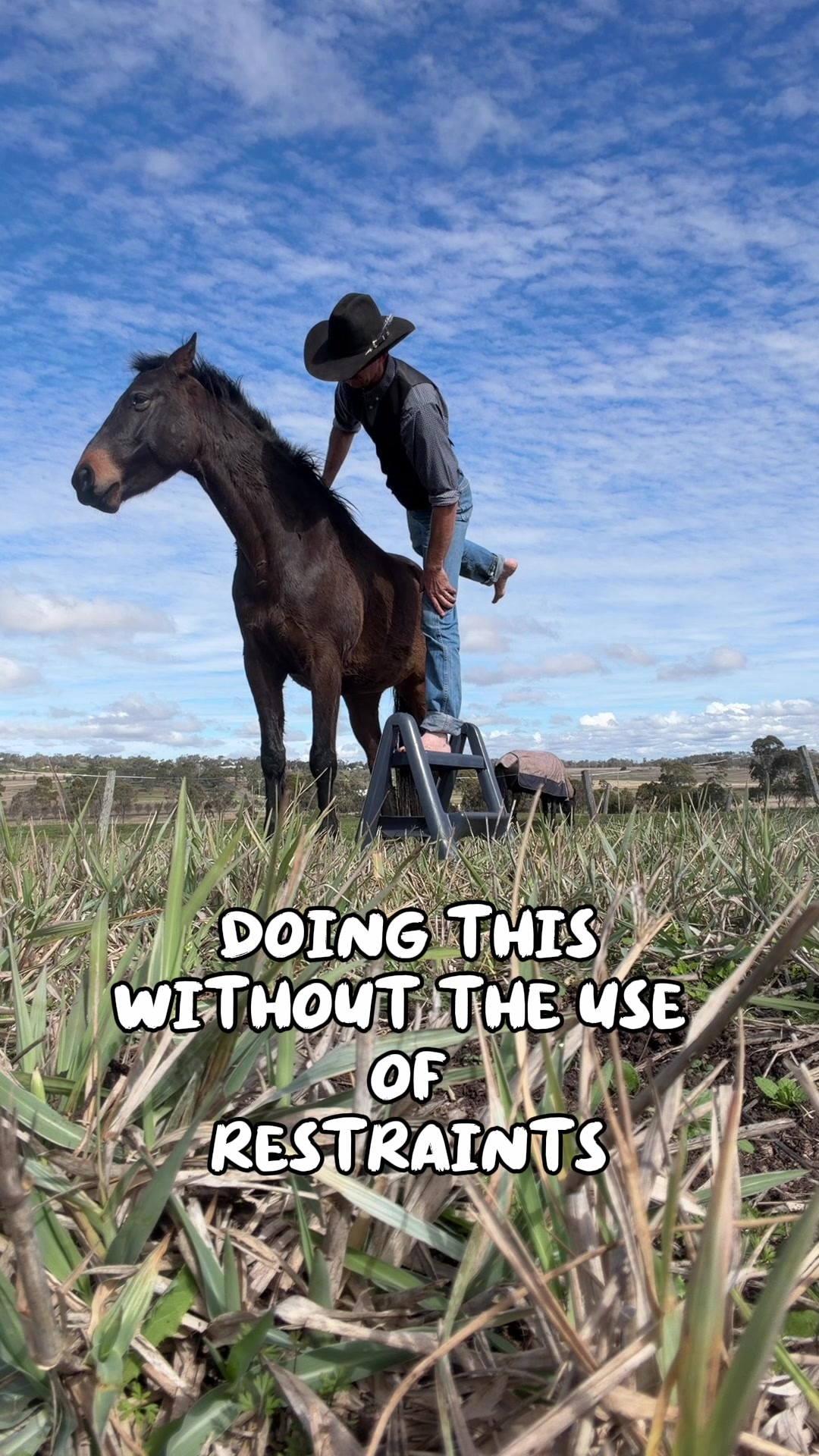 @KimDaleyhorsemanship