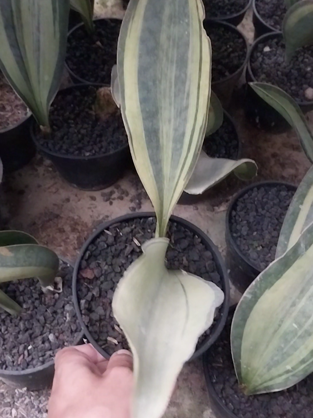 @AmeNursery