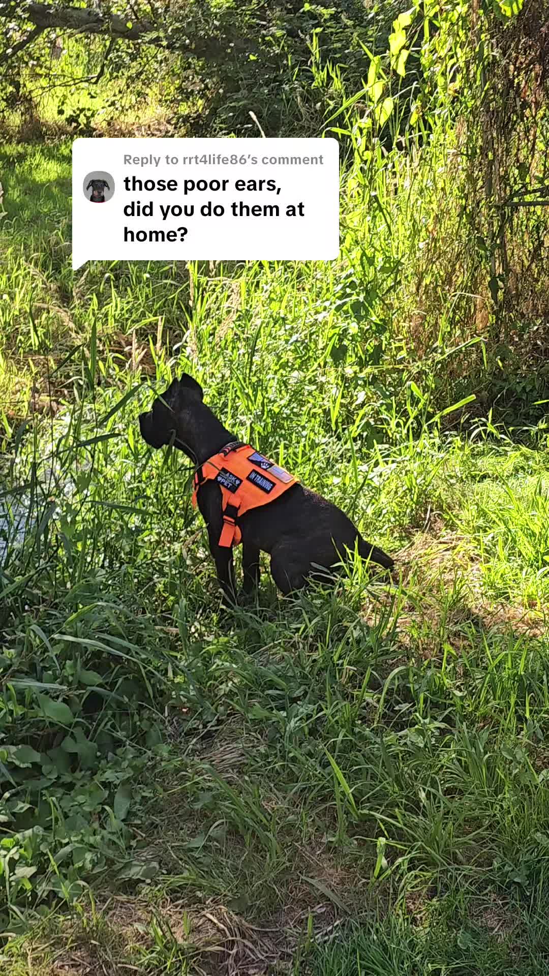@SalmonCreekCaneCorso