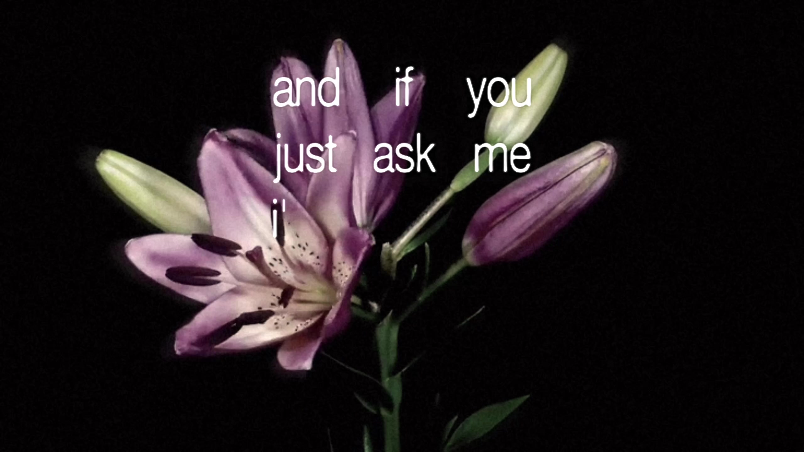 @allie