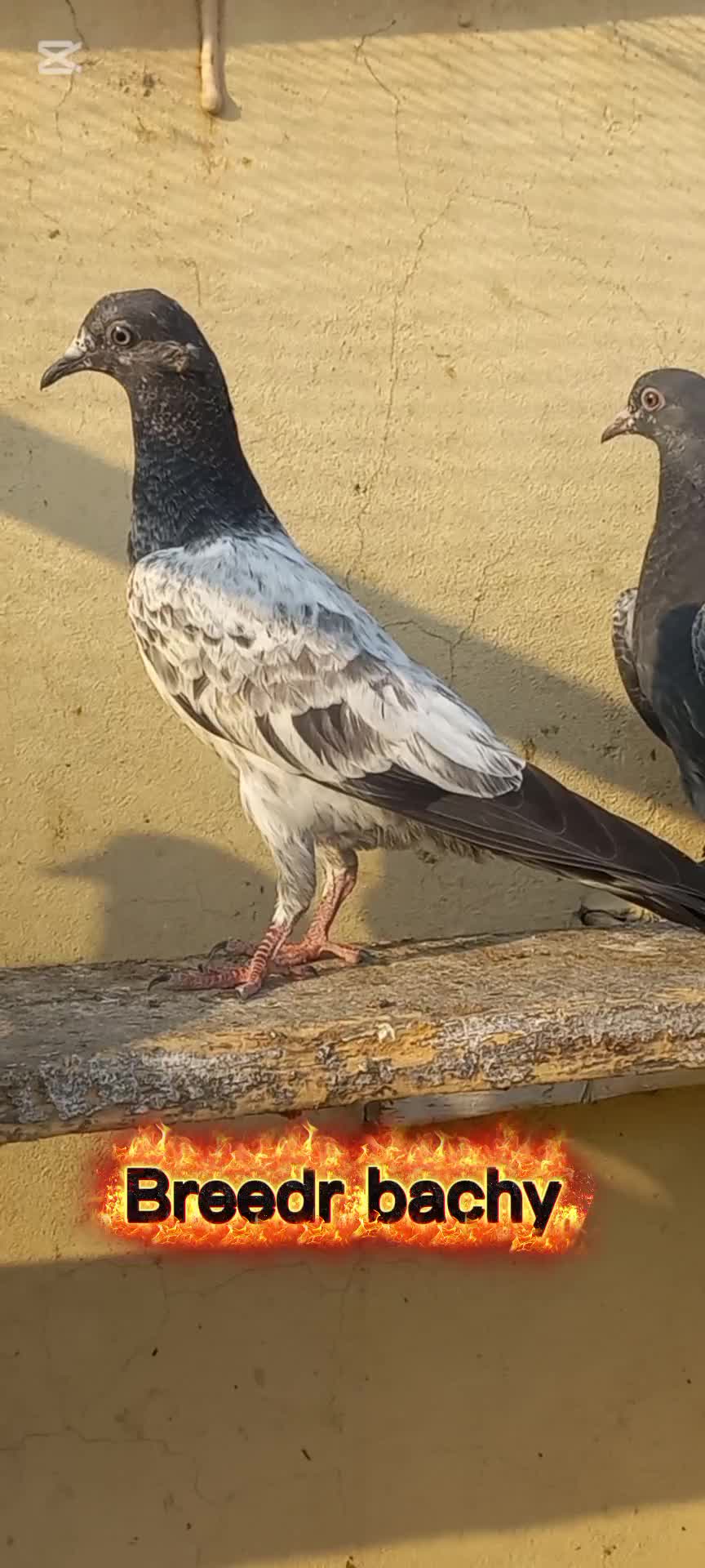 @Ranakasuripigeon