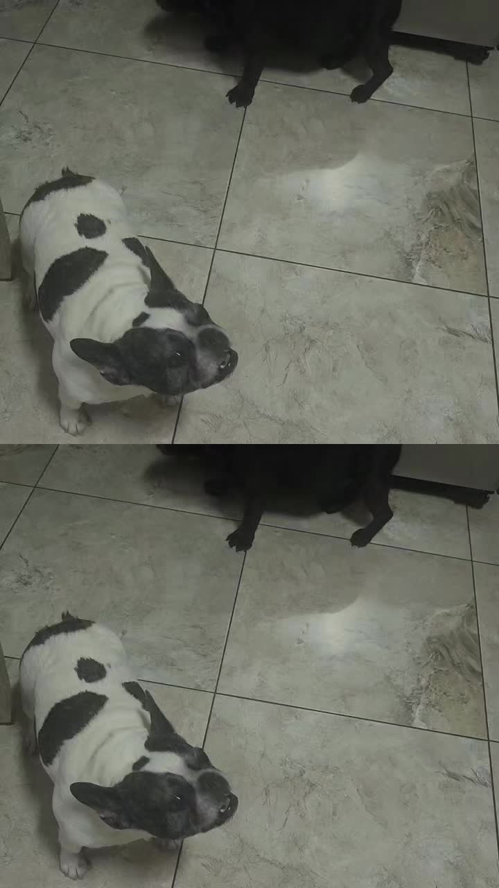 @vidadeperros
