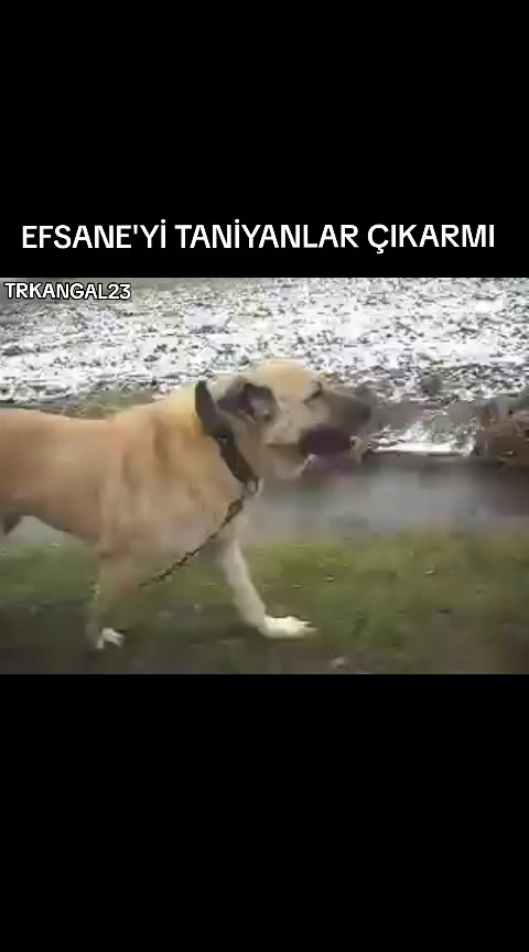 @🏆 TRKANGAL23 🏆