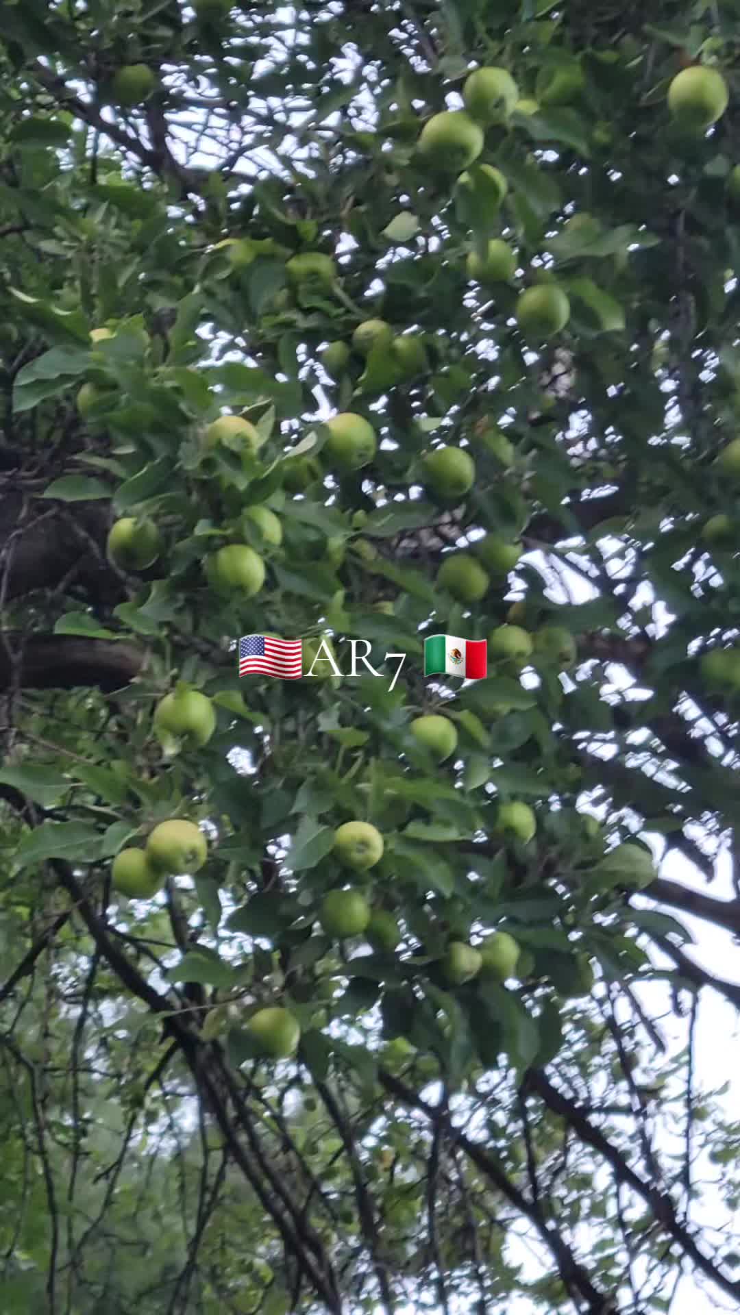 @ABEL ROSAS. AR7