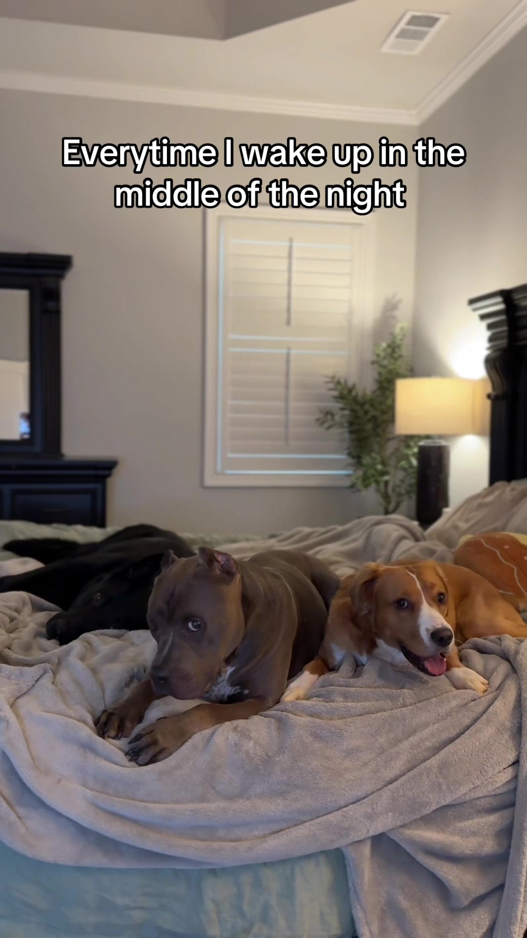 @My Dog’s Dope