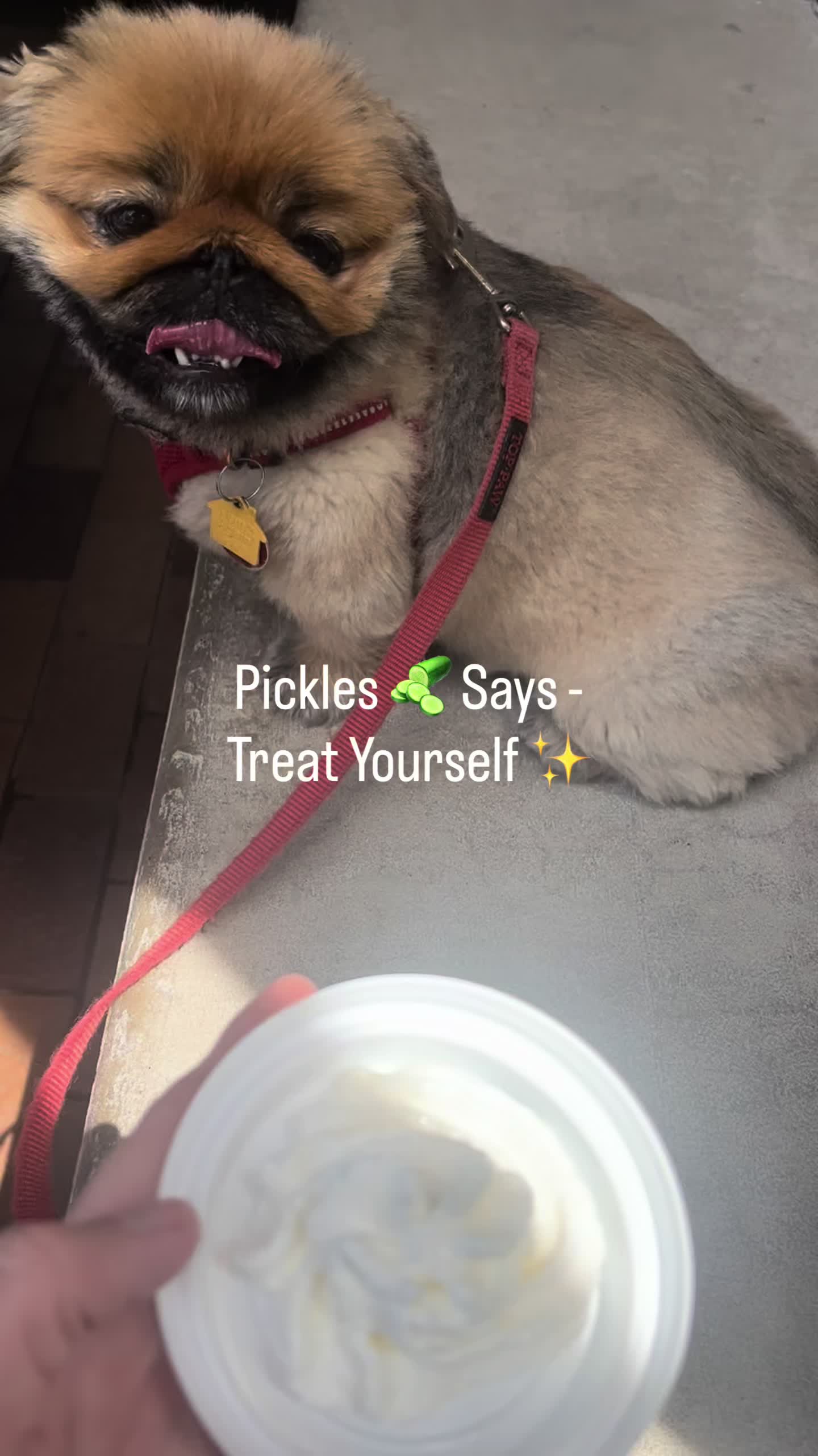 @pickles victoria