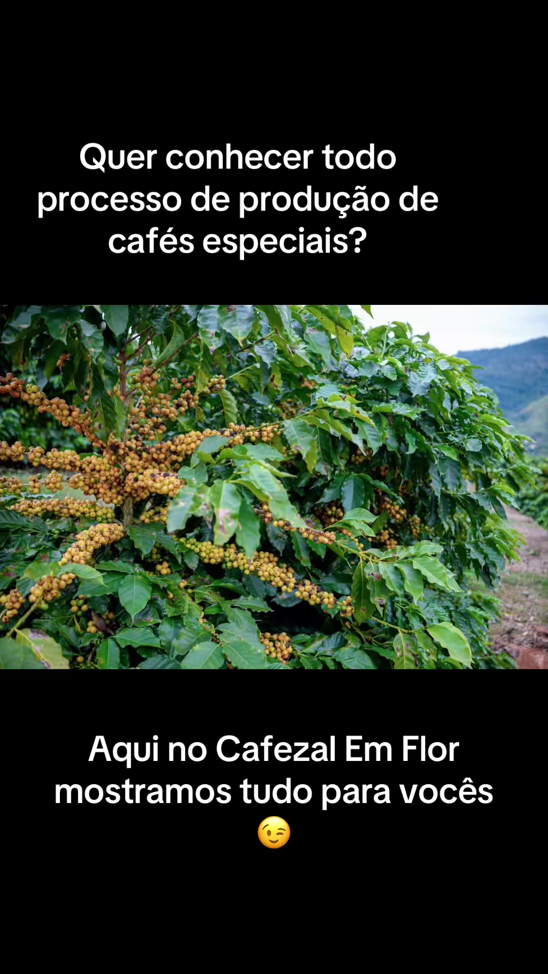 @Cafezal em Flor