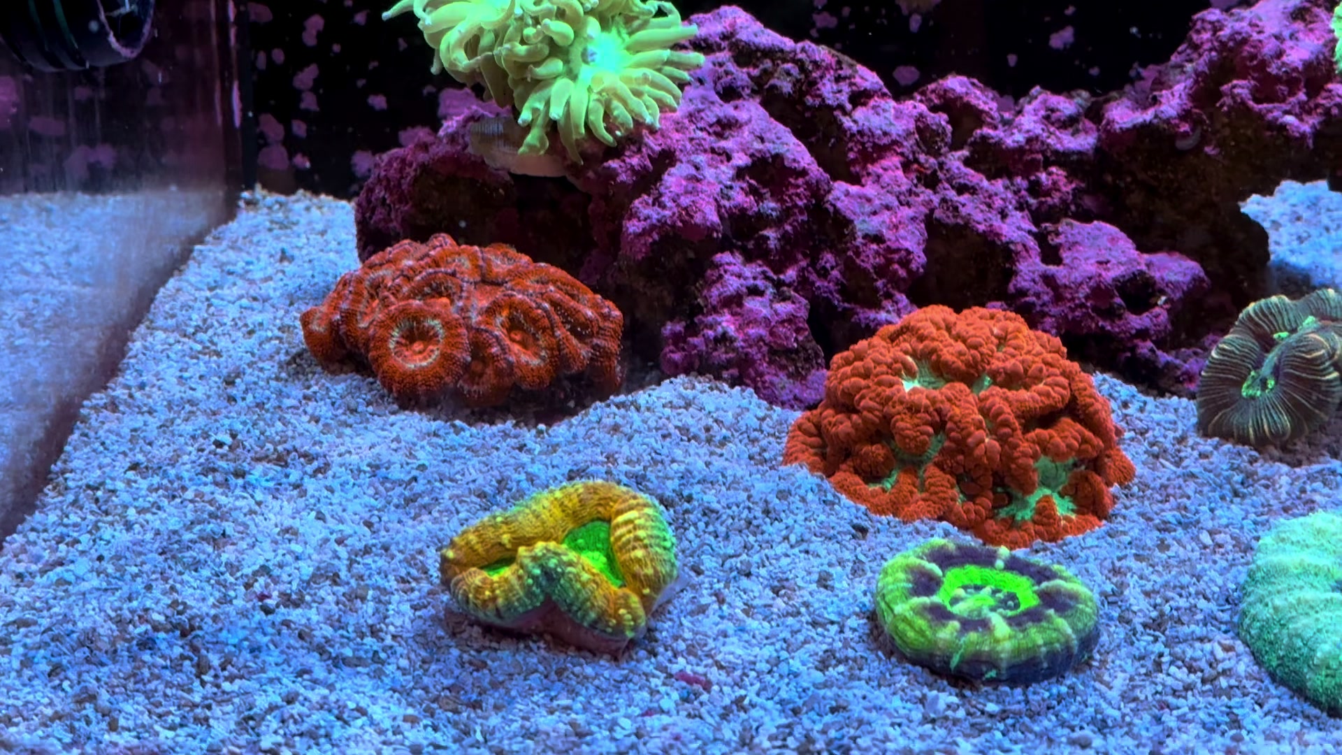 @ReefTok